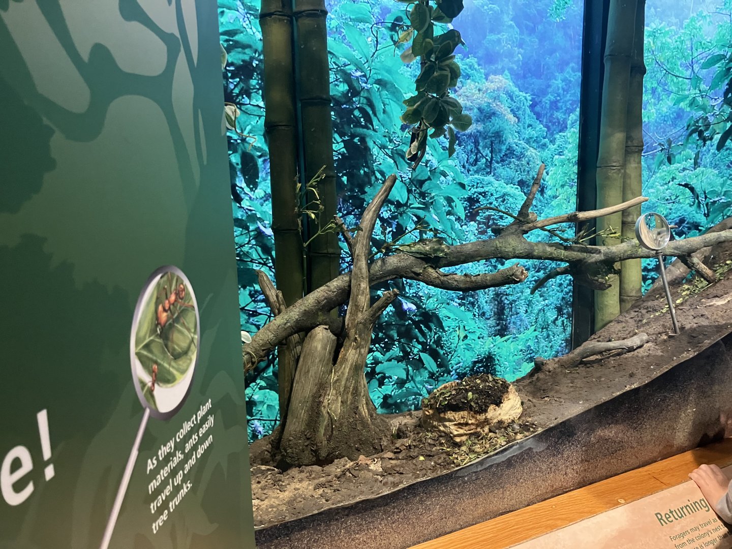 Tropic Zone - Leaf Cutter Ant Exhibit