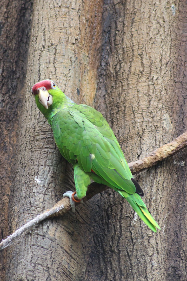 Tropic Zone - Lilac-crowned Amazon