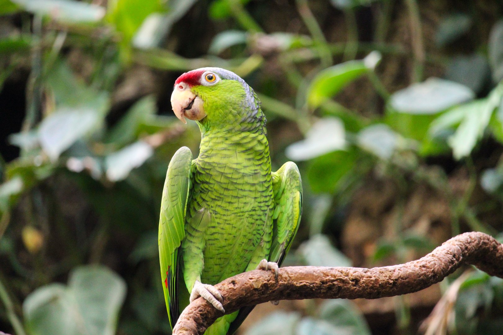 Tropic Zone - Lilac-crowned Amazon