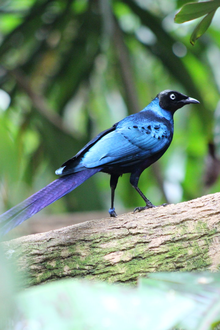 Tropic Zone - Long-tailed Glossy Starling