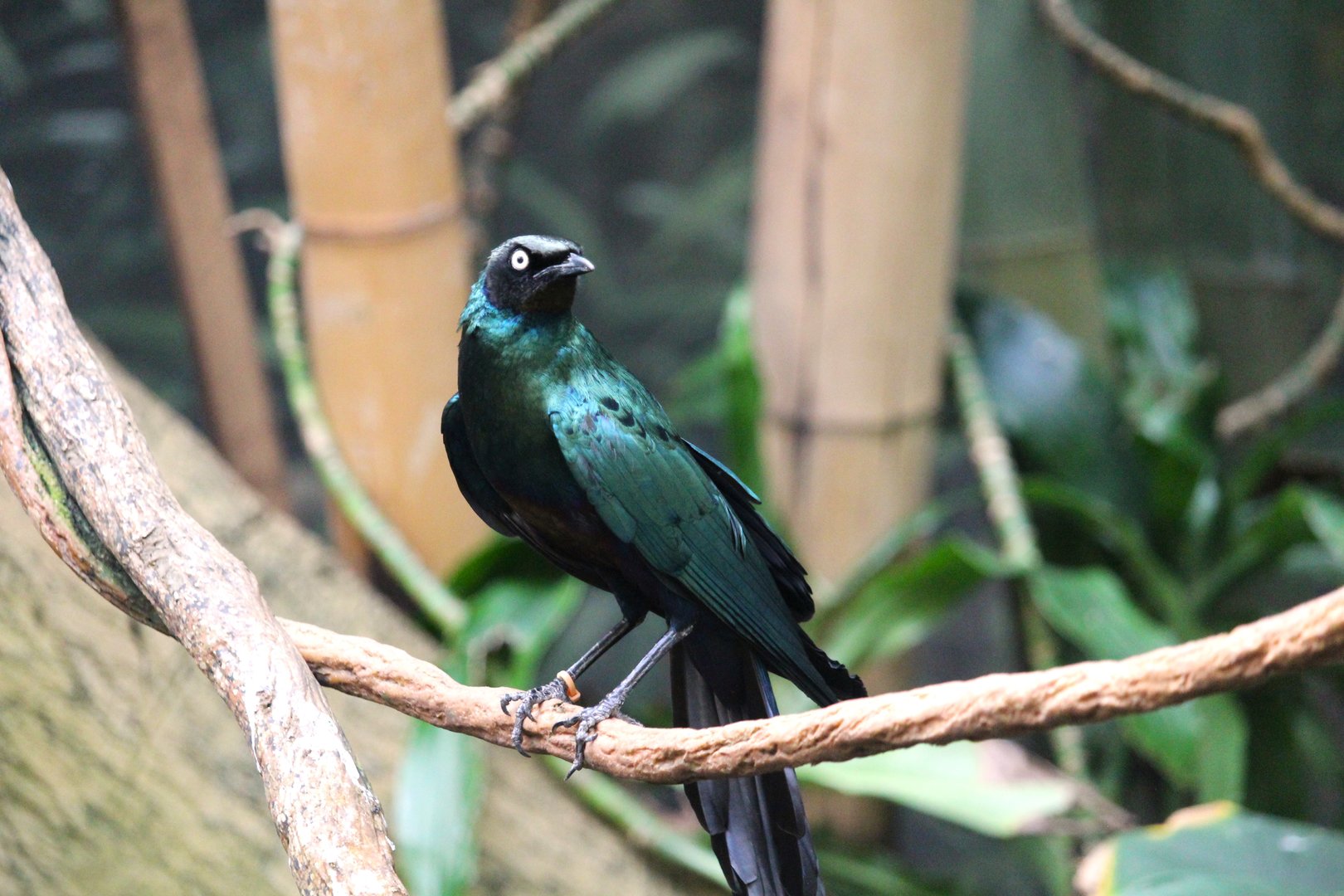 Tropic Zone - Long-tailed Glossy Starling