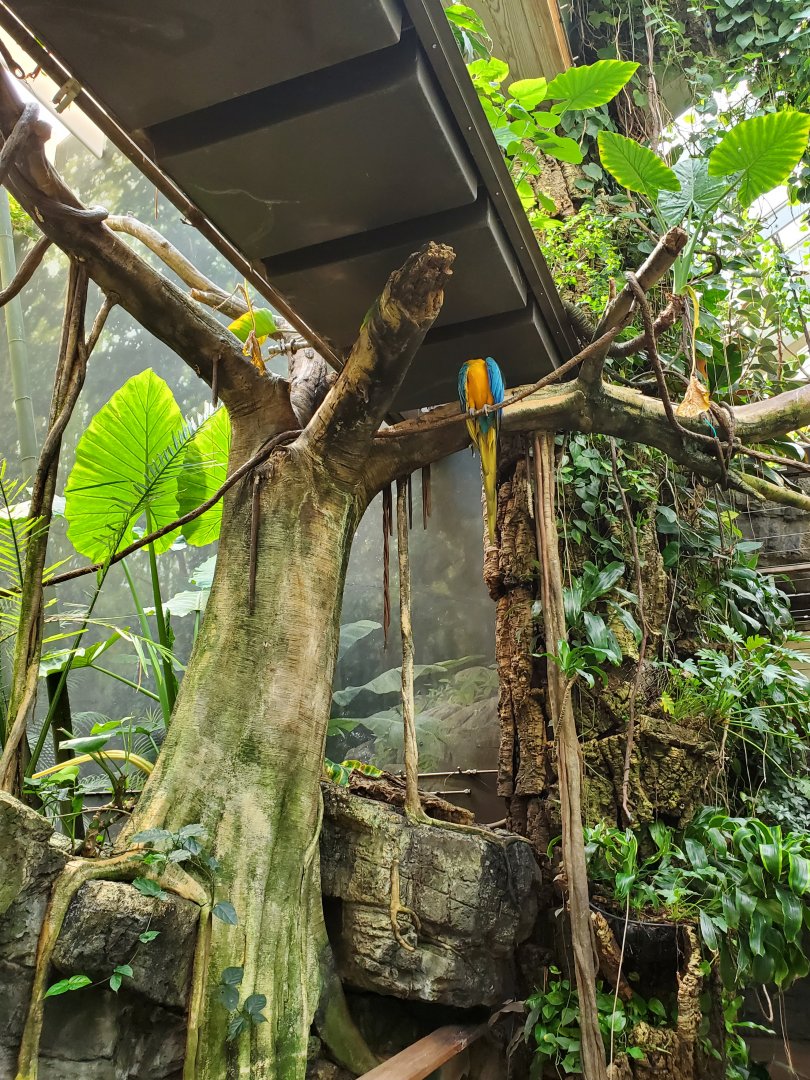 Tropic Zone Macaw - August 2021