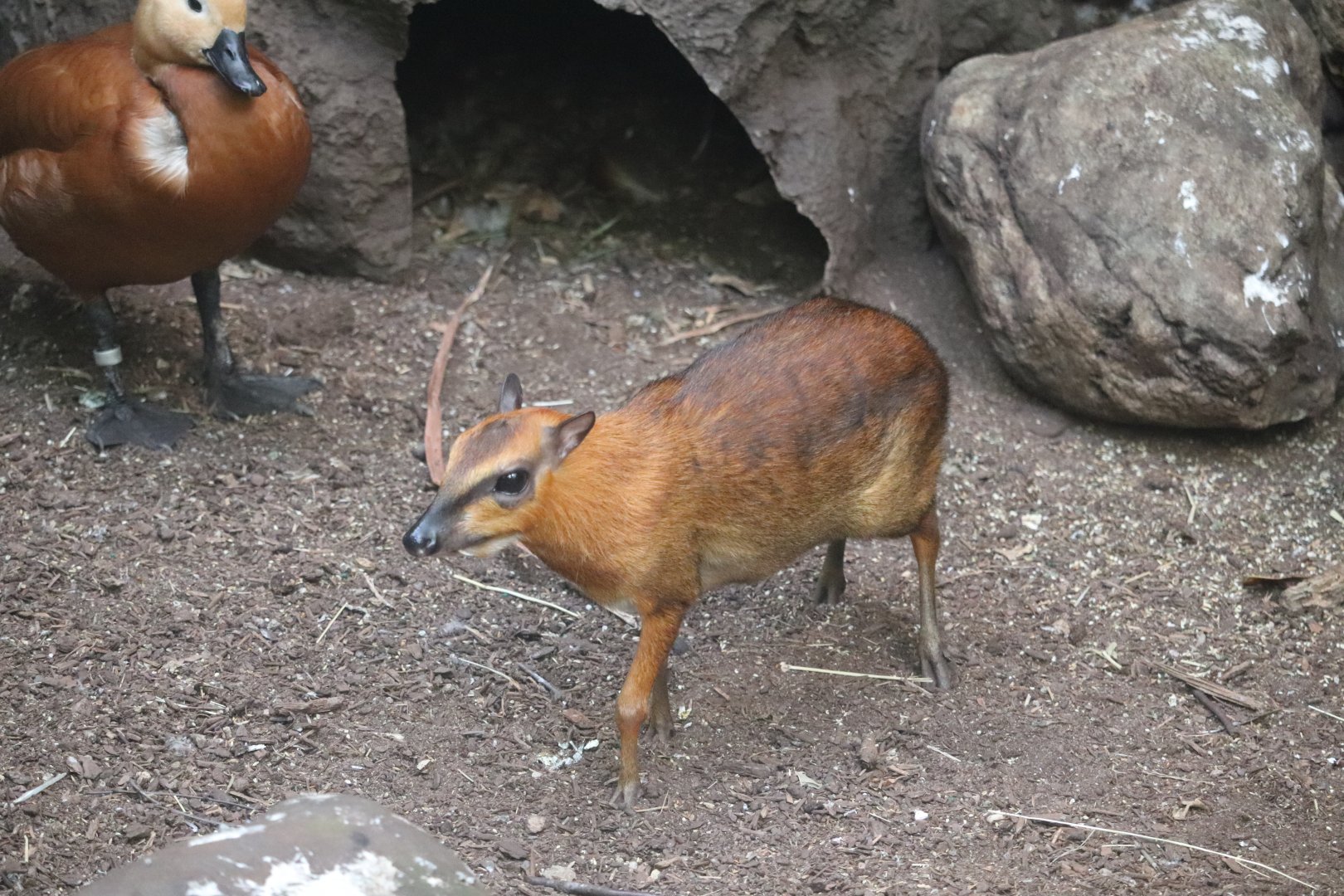 Tropic Zone - Malayan Chevrotain - Ruddy Shelduck