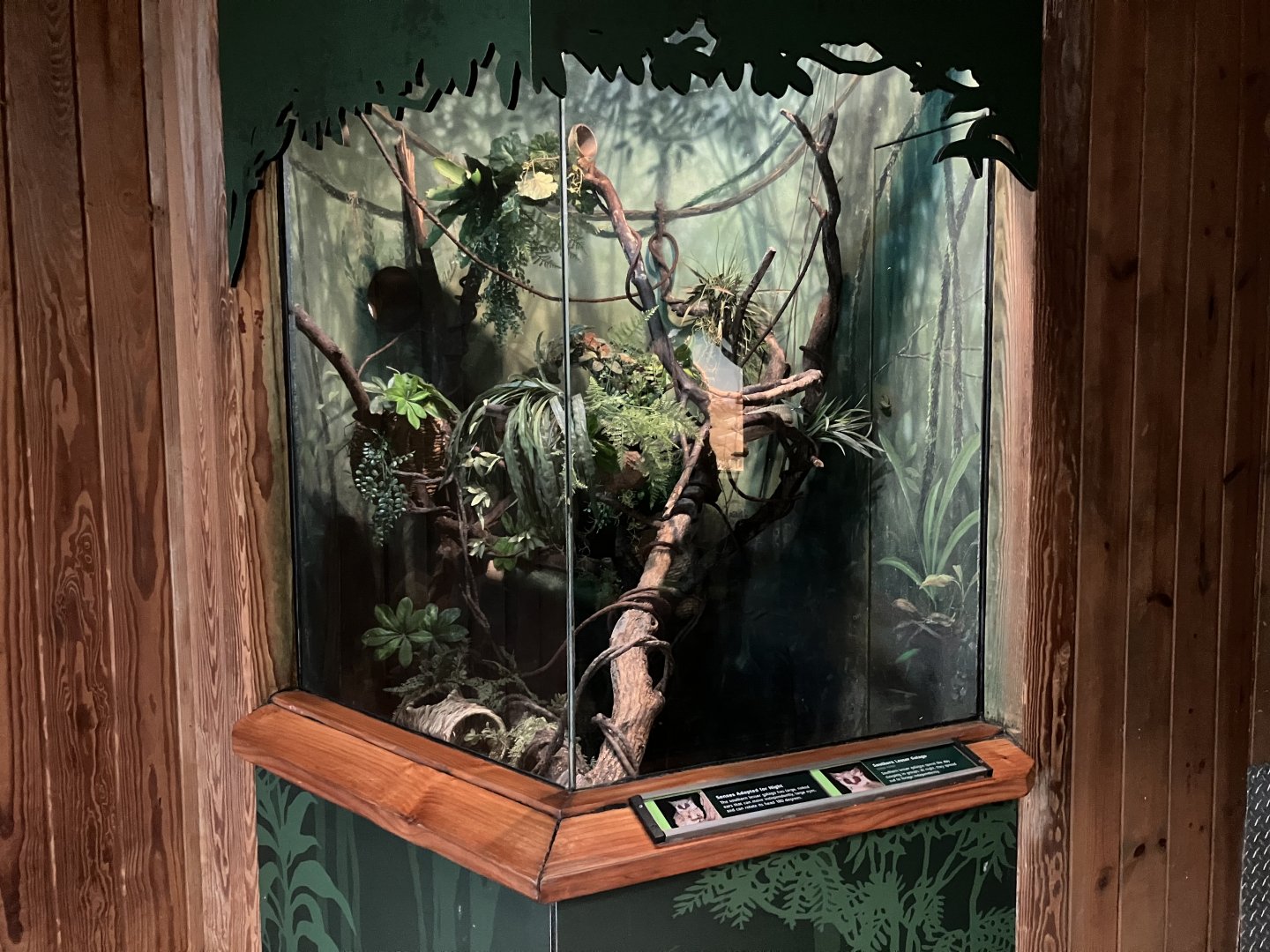 Tropic Zone - Mohol Bushbaby Exhibit