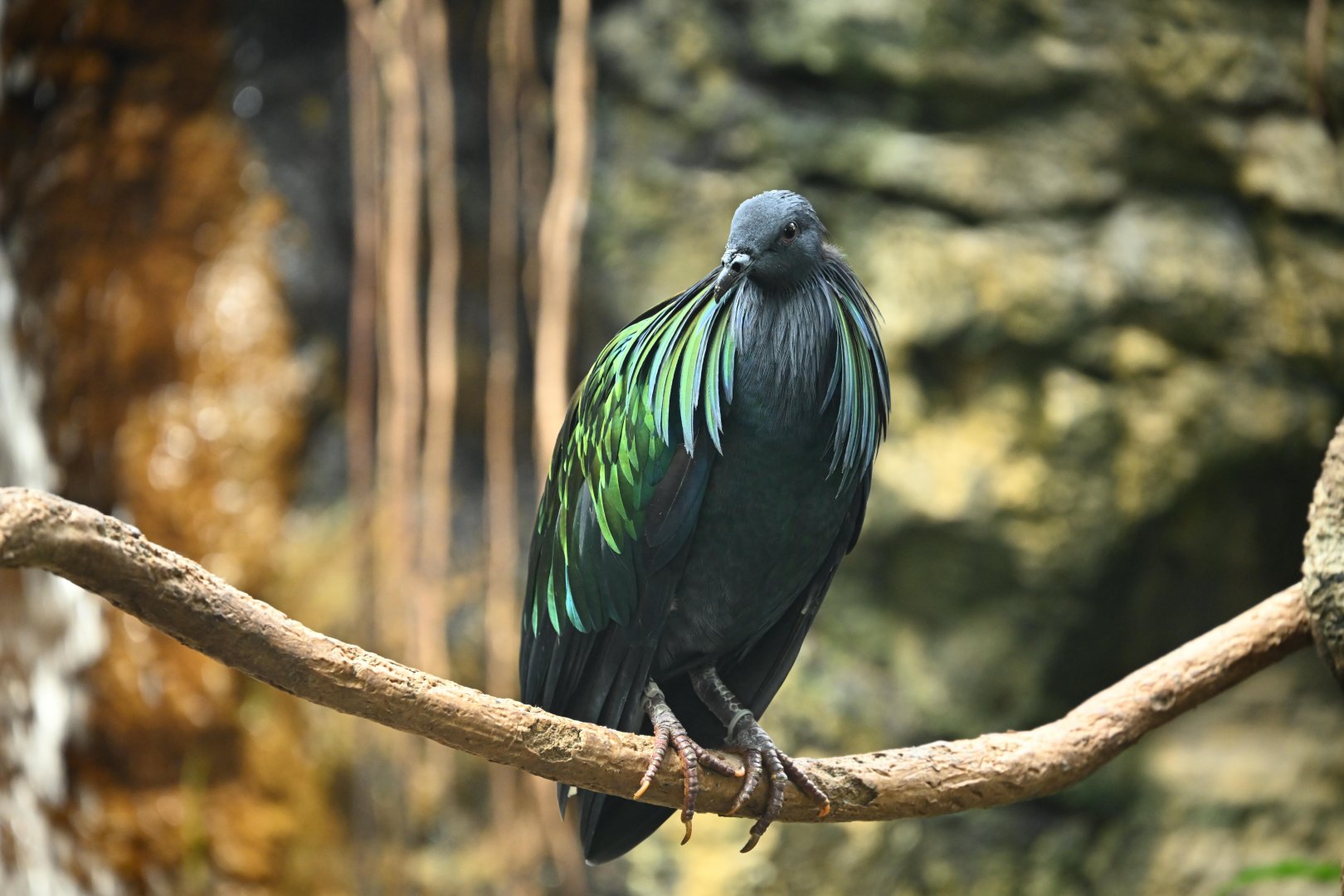 Tropic Zone - Nicobar Pigeon (Caloenas nicobarica)