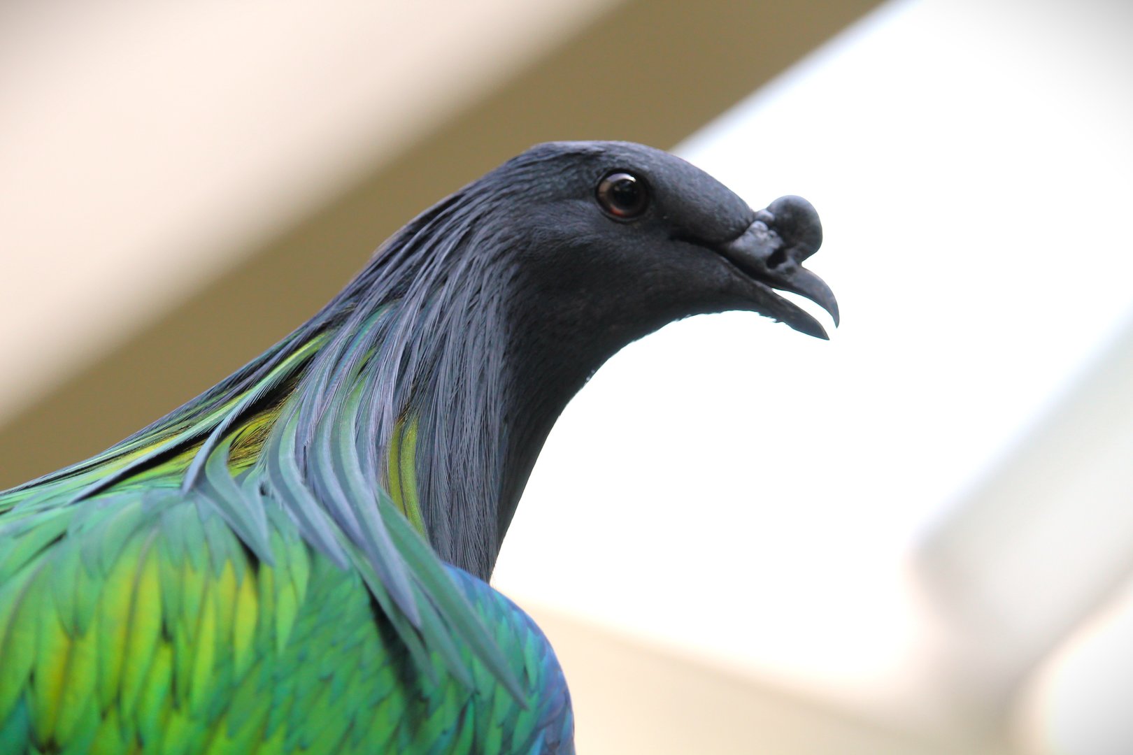Tropic Zone - Nicobar Pigeon