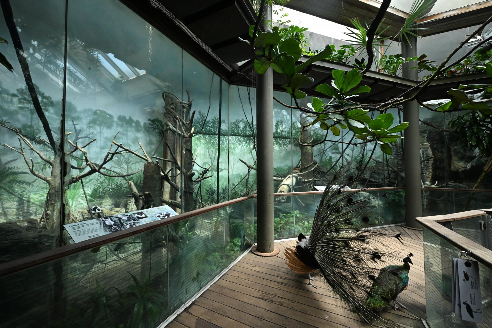 Tropic Zone - Peacock Roadblock