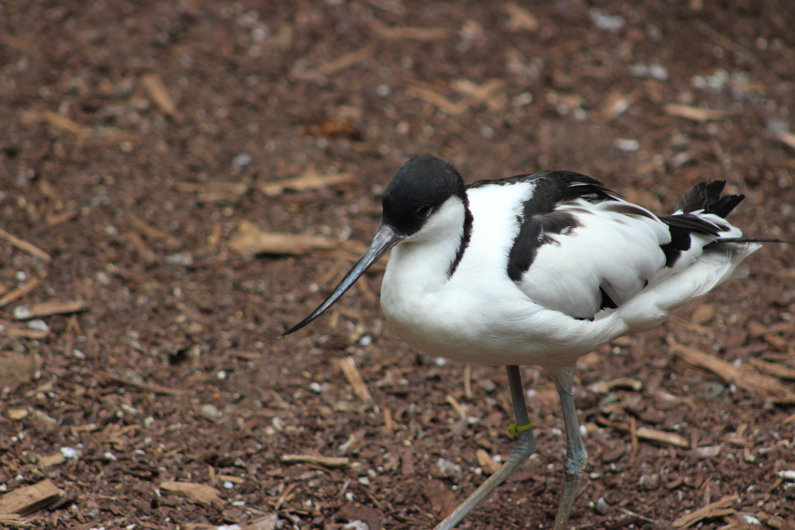 Tropic Zone - Pied Avocet