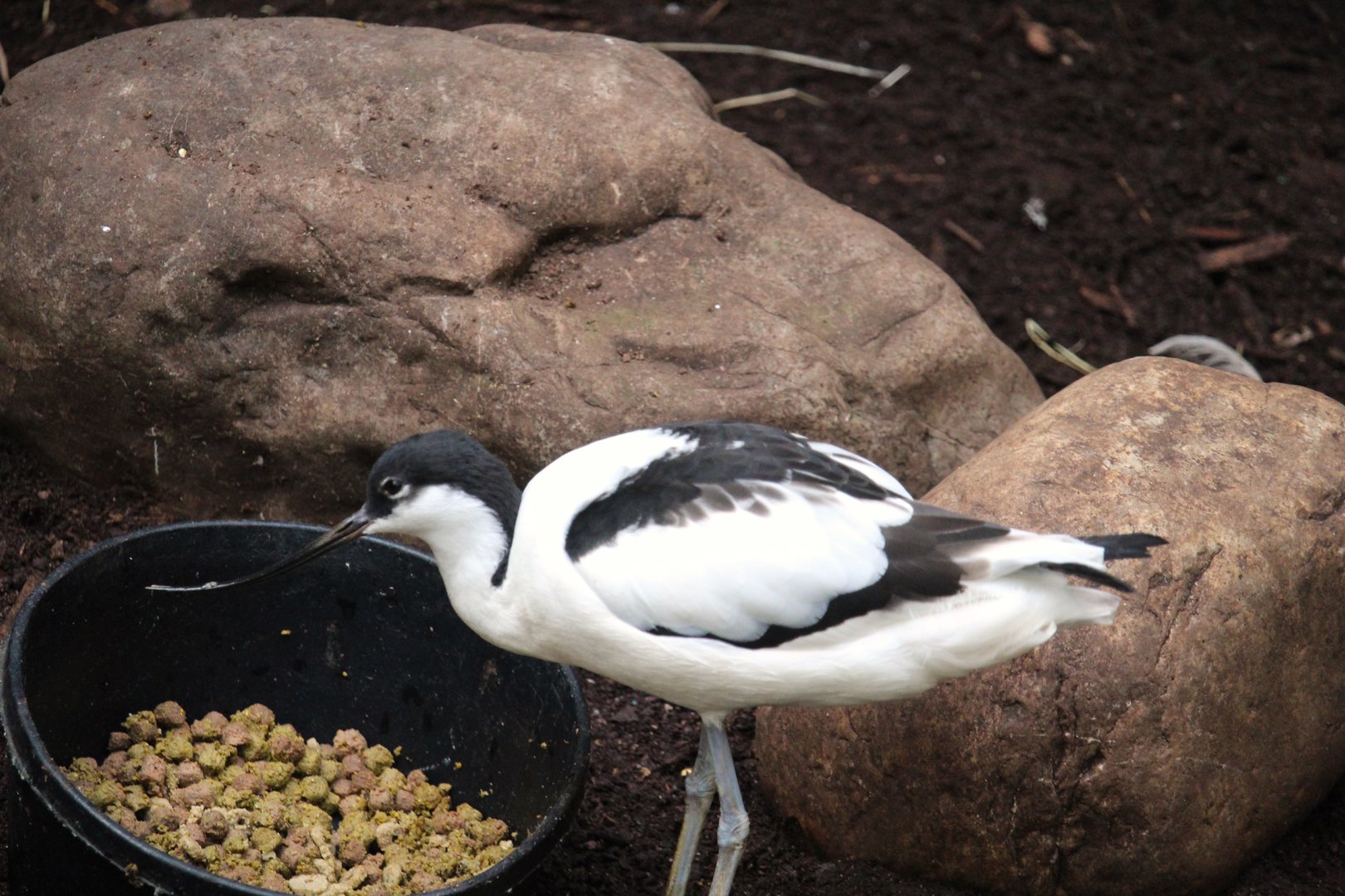 Tropic Zone - Pied Avocet