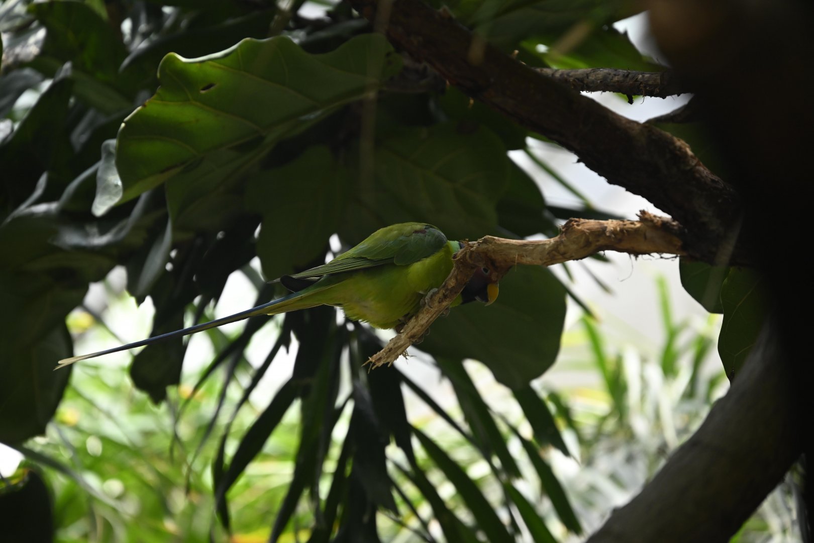 Tropic Zone - Plum-headed Parakeet (Psittacula cyanocephala)