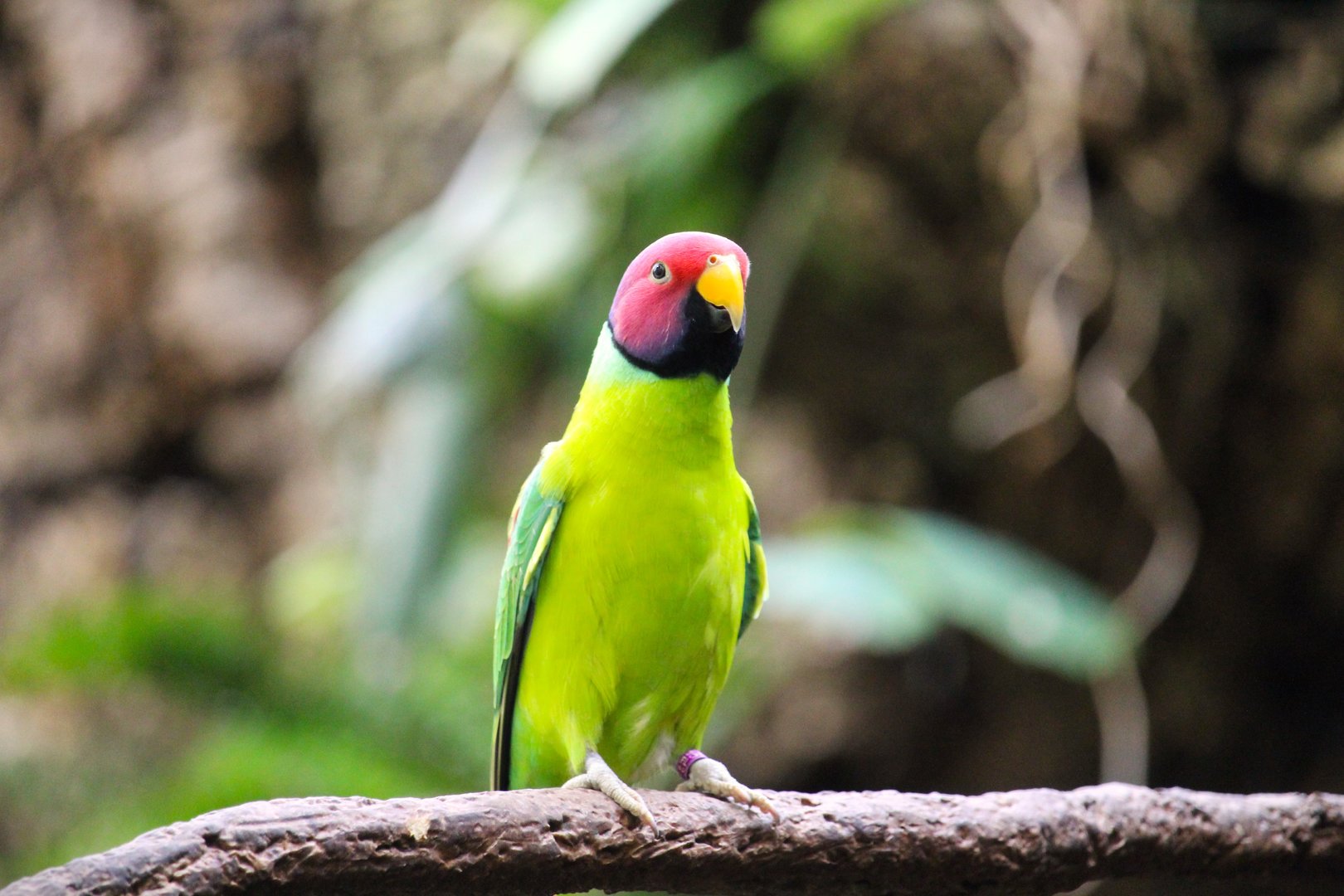 Tropic Zone - Plum-headed Parakeet