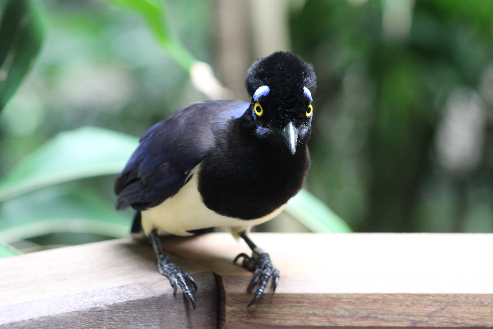 Tropic Zone - Plush-crested Jay