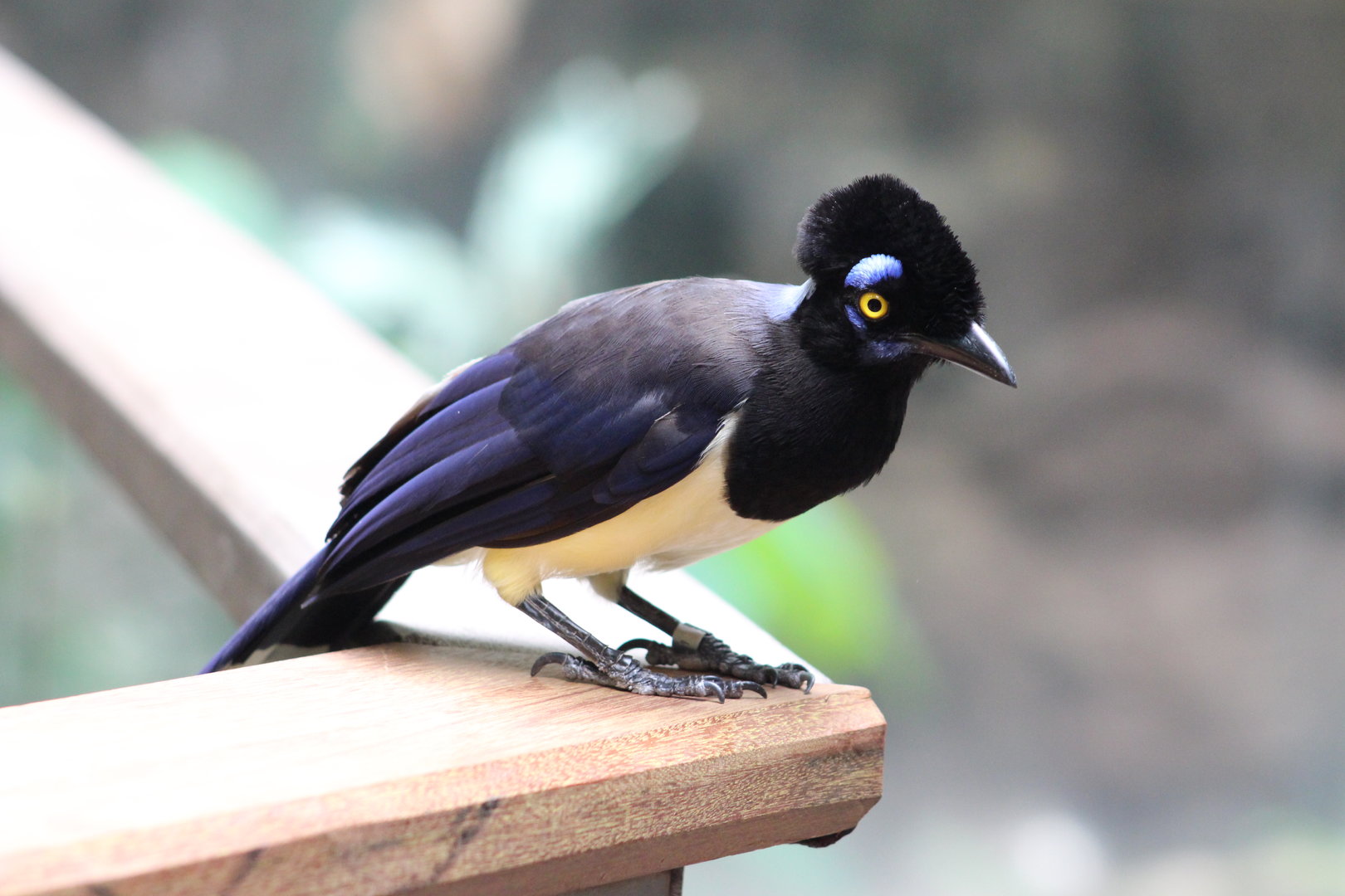 Tropic Zone - Plush-crested Jay