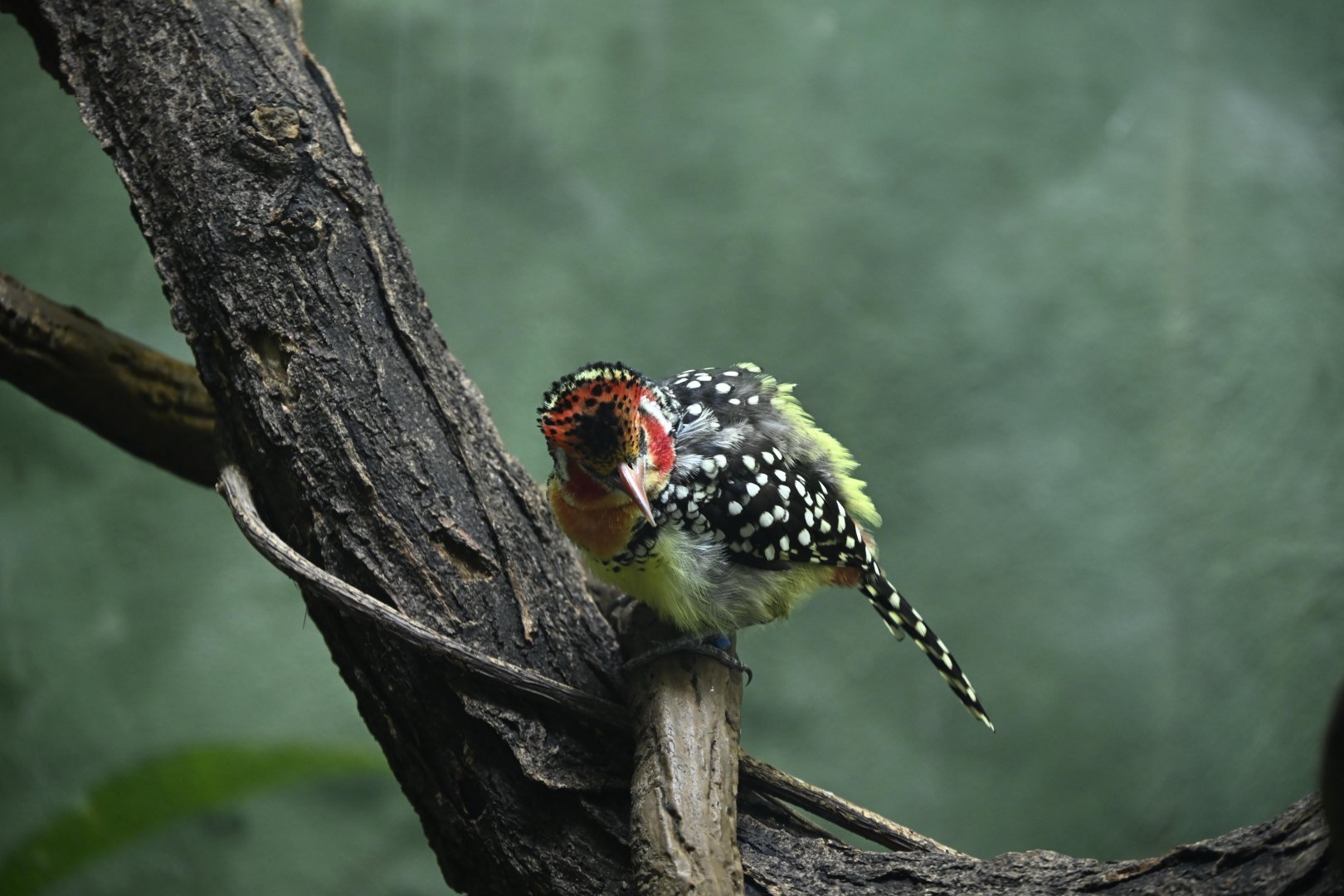 Tropic Zone - Red-and-yellow Barbet (Trachyphonus erythrocephalus)