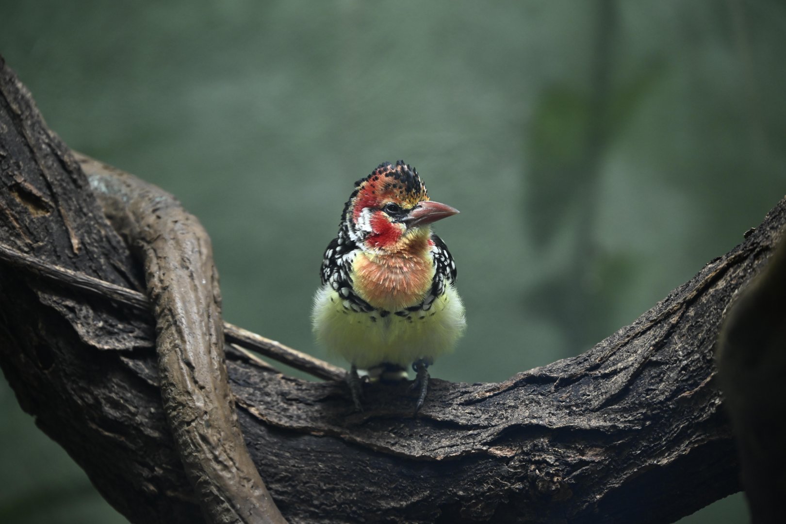 Tropic Zone - Red-and-yellow Barbet (Trachyphonus erythrocephalus)
