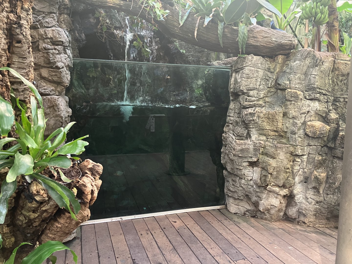 Tropic Zone - Red-Bellied Piranha Tank