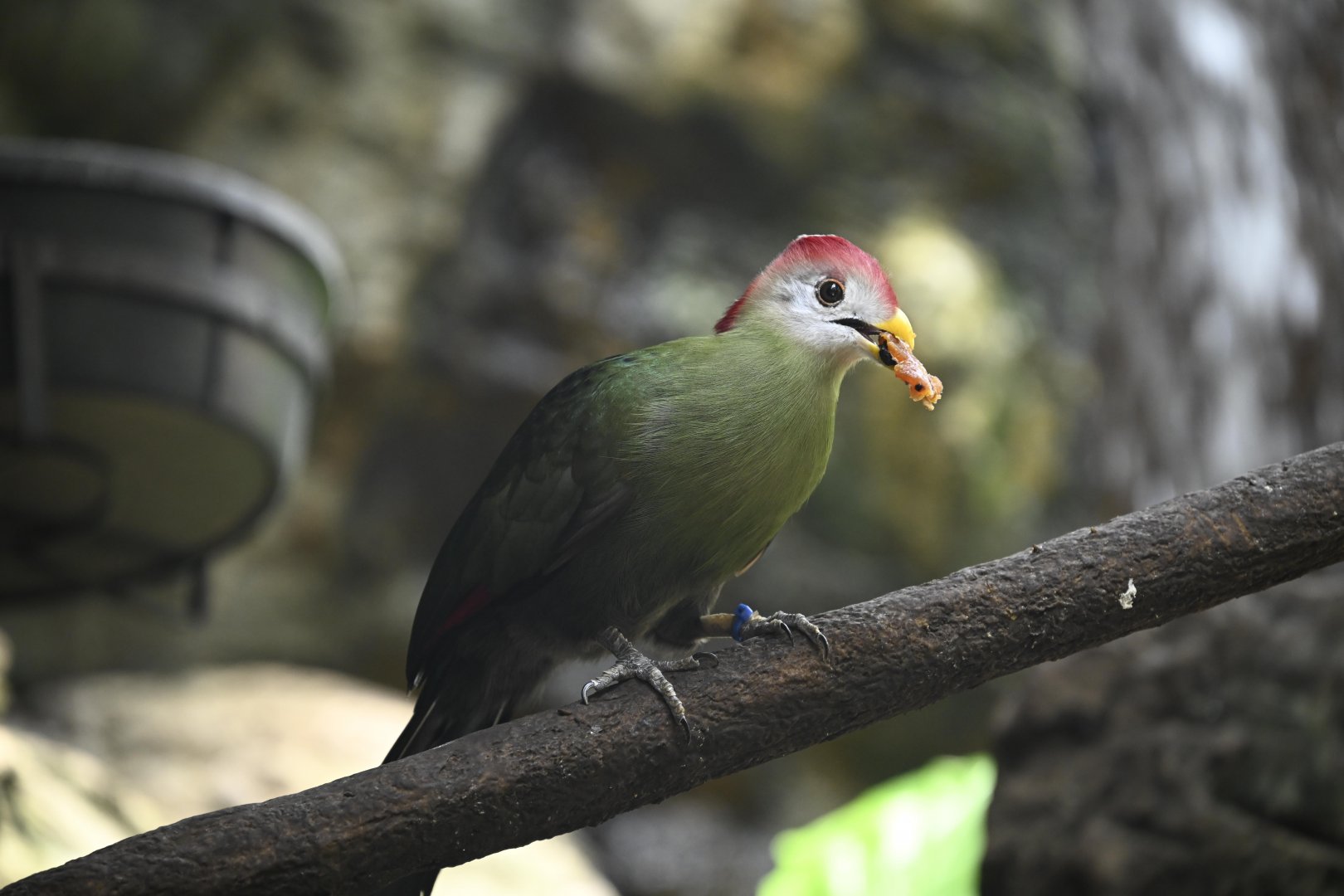 Tropic Zone - Red-crested Turaco (Tauraco erythrolophus)