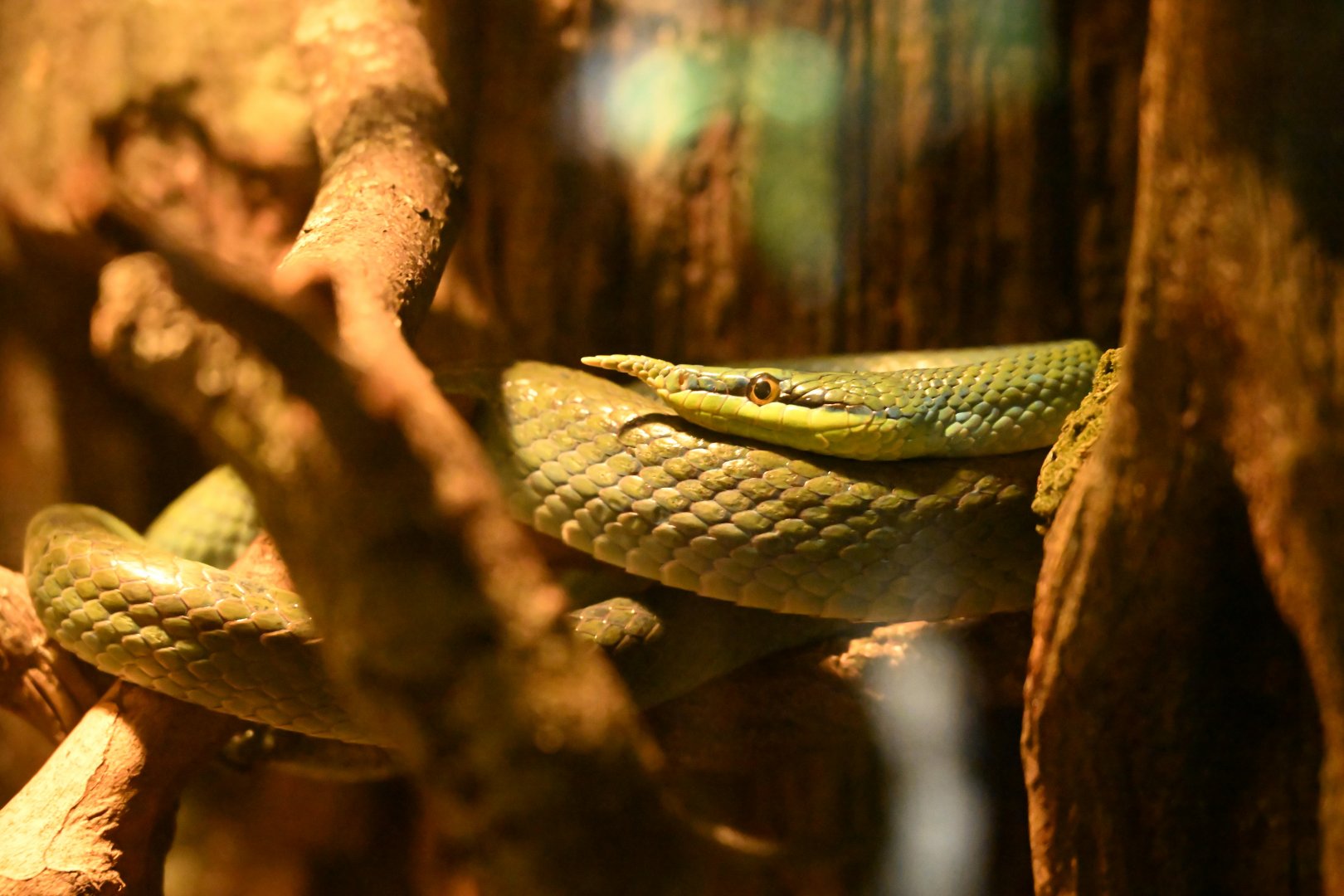 Tropic Zone - Rhino Rat Snake (Gonyosoma boulengeri)
