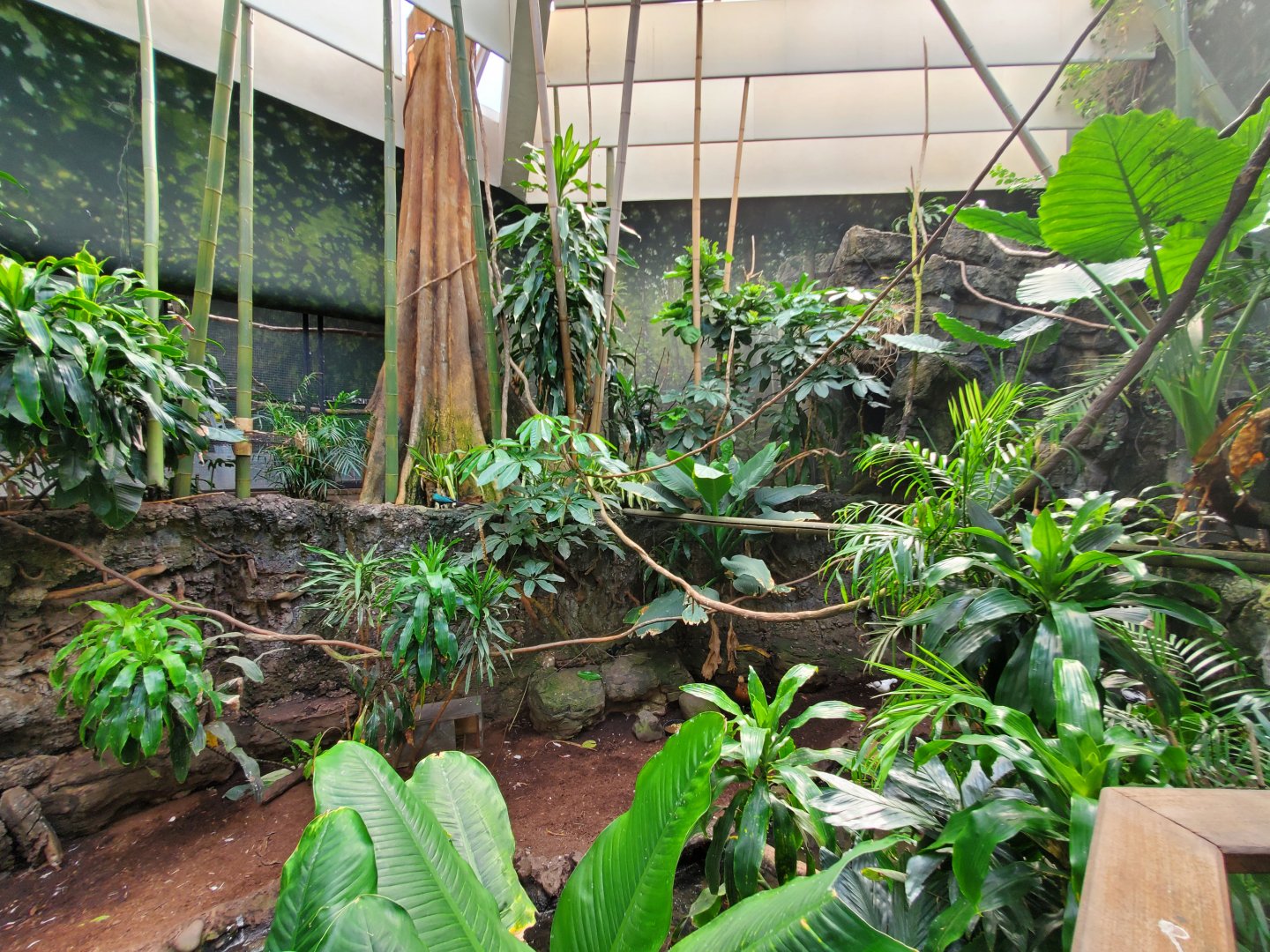 Tropic Zone: Riverbank - August 2021