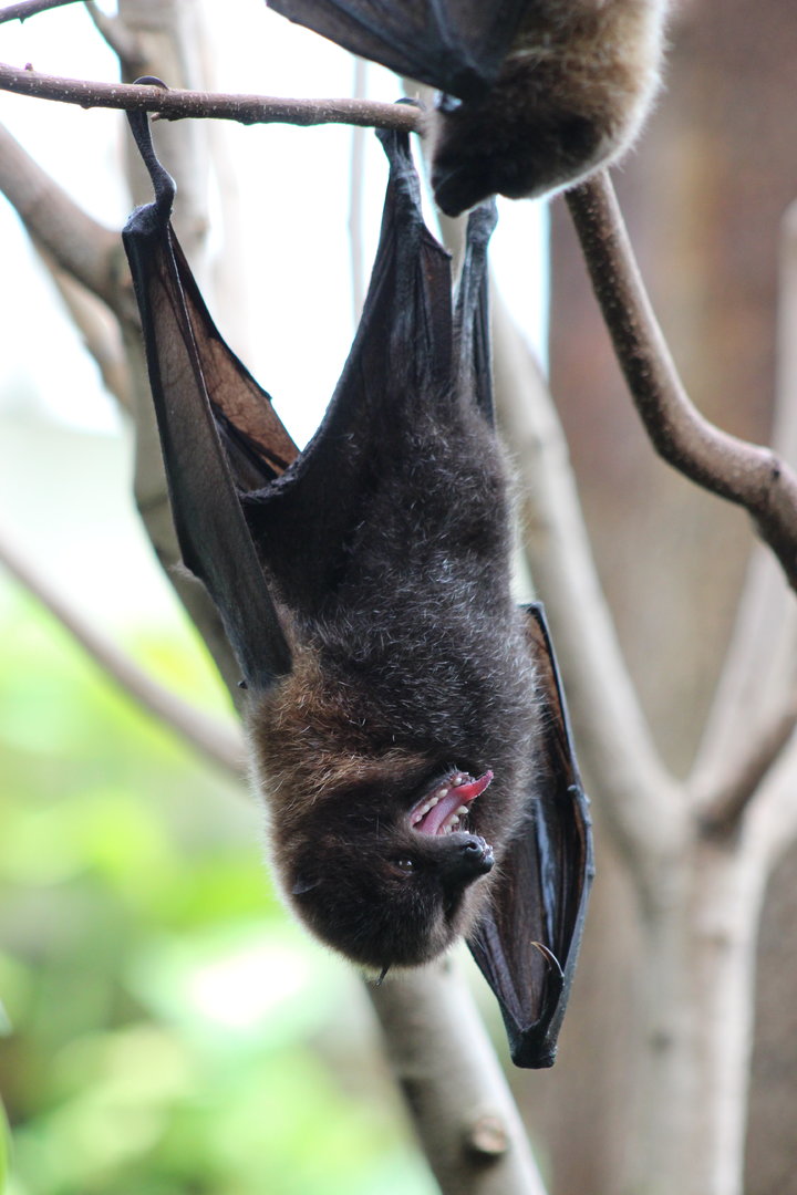Tropic Zone - Rodrigues Fruit Bat