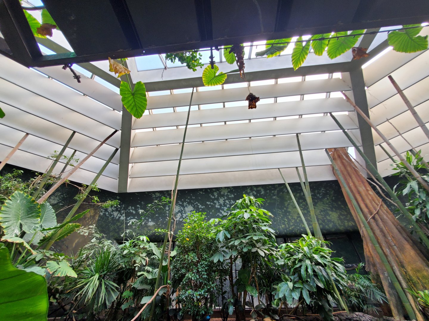 Tropic Zone Roof Detail - August 2021