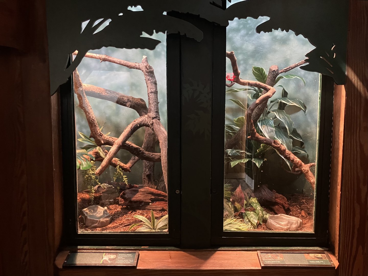 Tropic Zone - Solomon Islands Skink & Rainbow Boa/Smokey Jungle Frog Terrariums