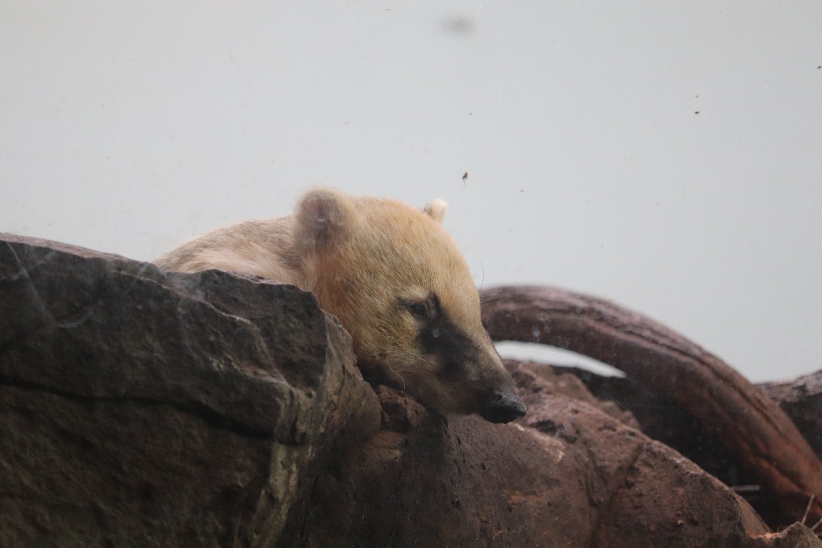 Tropic Zone - Southern Coati