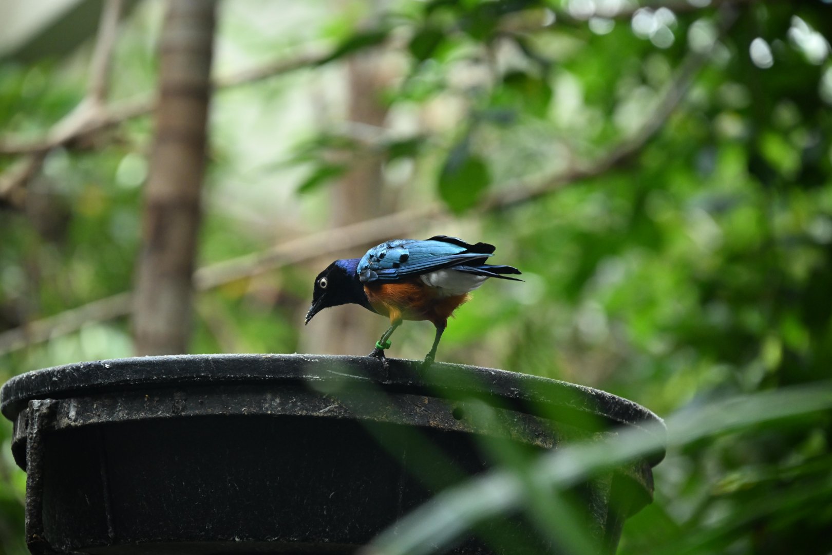Tropic Zone - Superb Starling (Lamprotornis superbus)