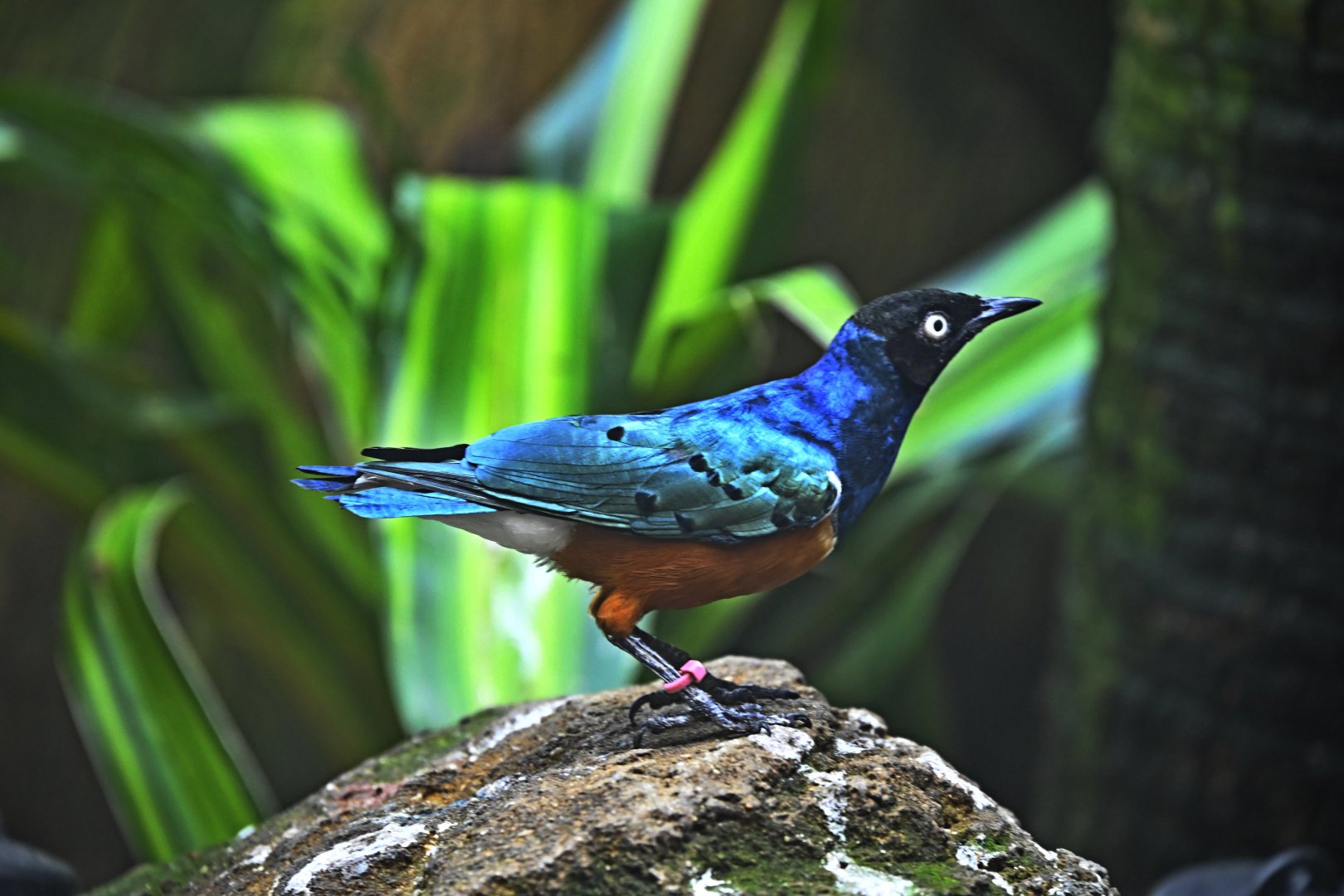 Tropic Zone - Superb Starling (Lamprotornis superbus)