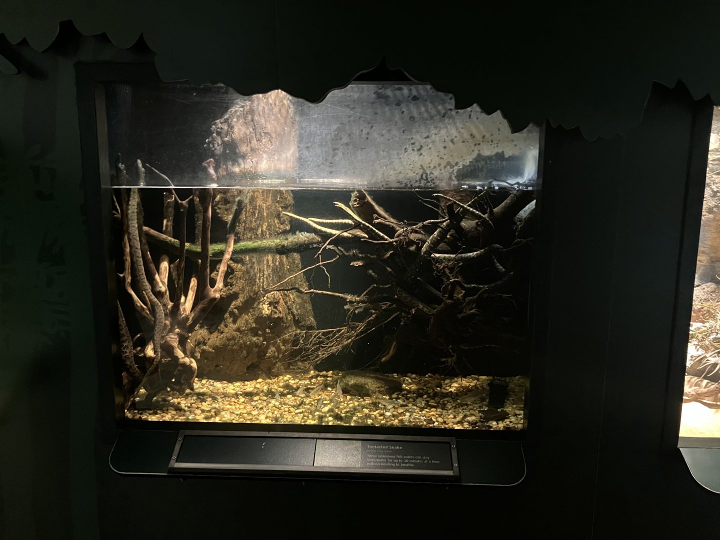 Tropic Zone - Tentacled Snake Terrarium