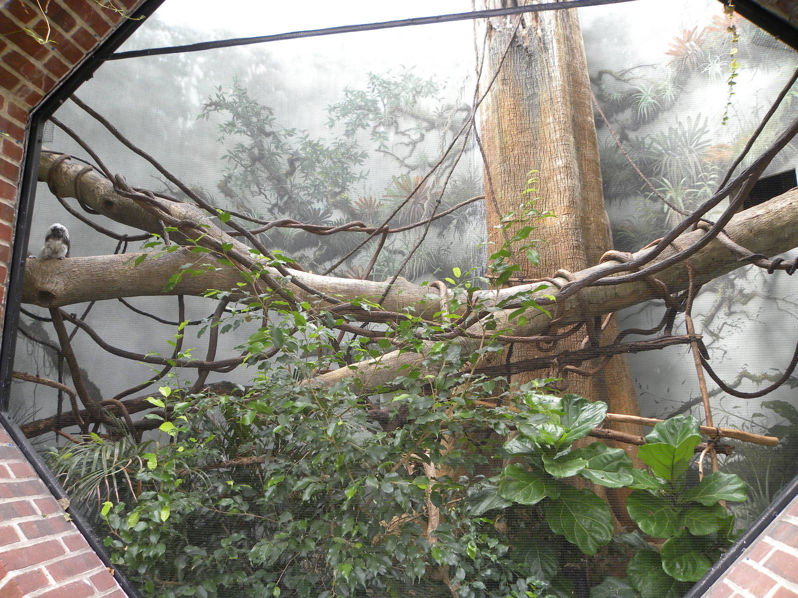 Tropic Zone: The Rainforest