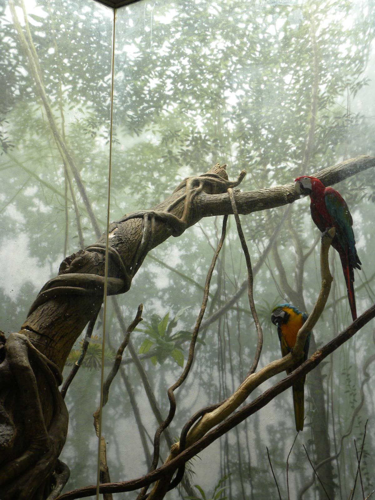 Tropic Zone: The Rainforest