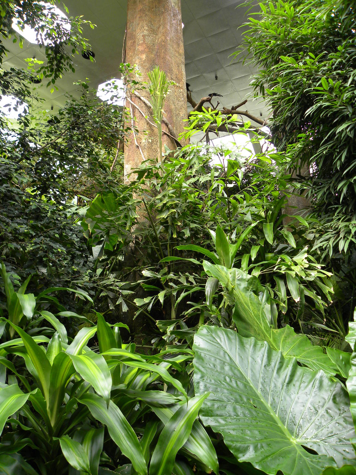 Tropic Zone: The Rainforest