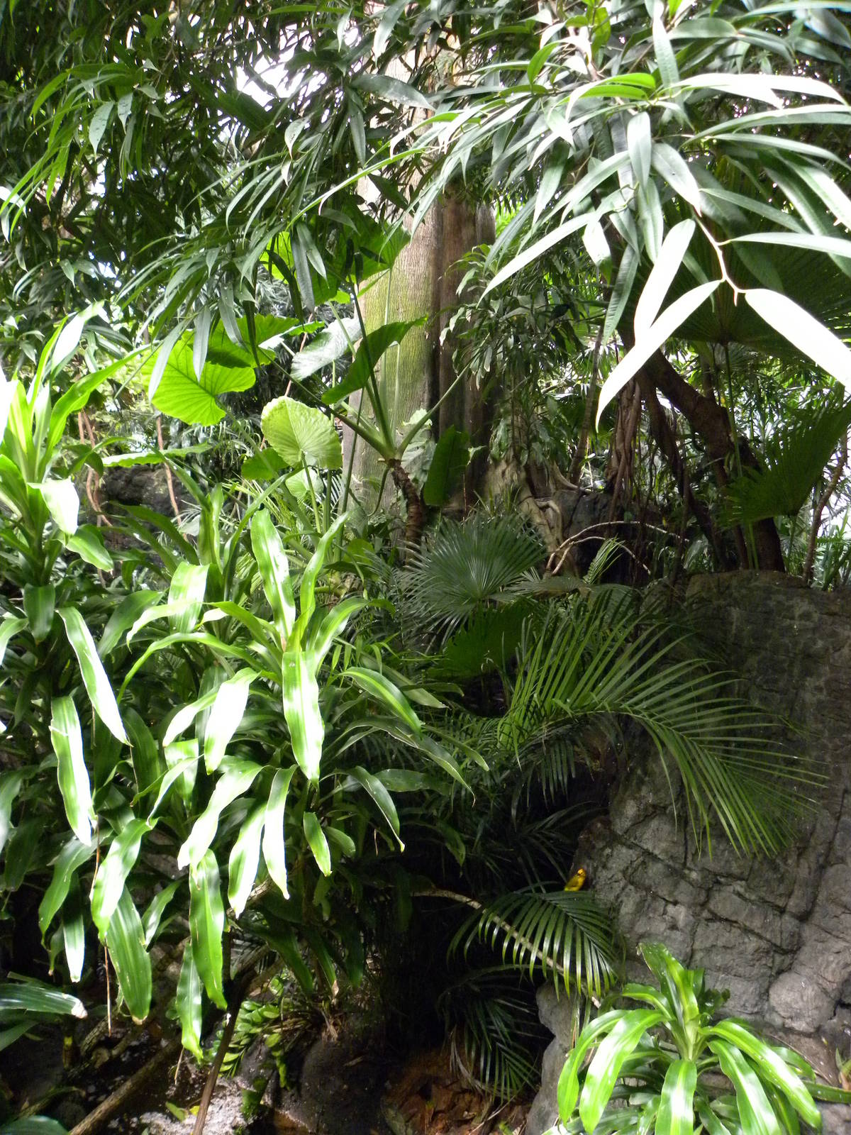 Tropic Zone: The Rainforest
