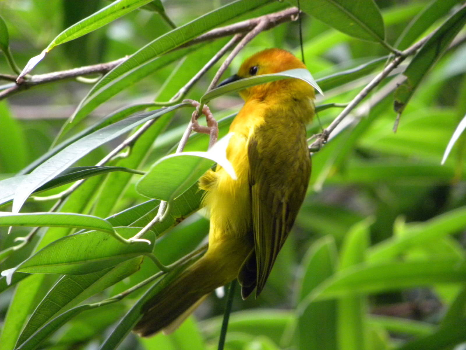 Tropic Zone: The Rainforest