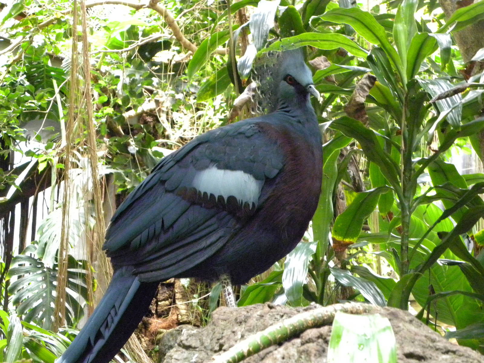 Tropic Zone: The Rainforest