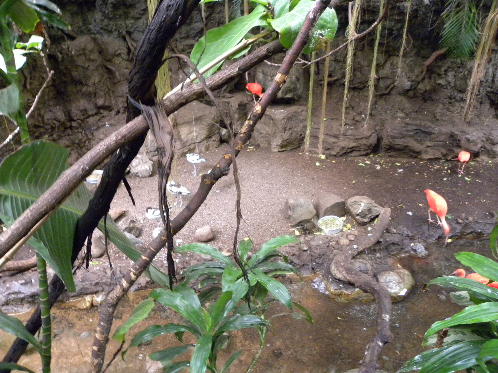 Tropic Zone: The Rainforest