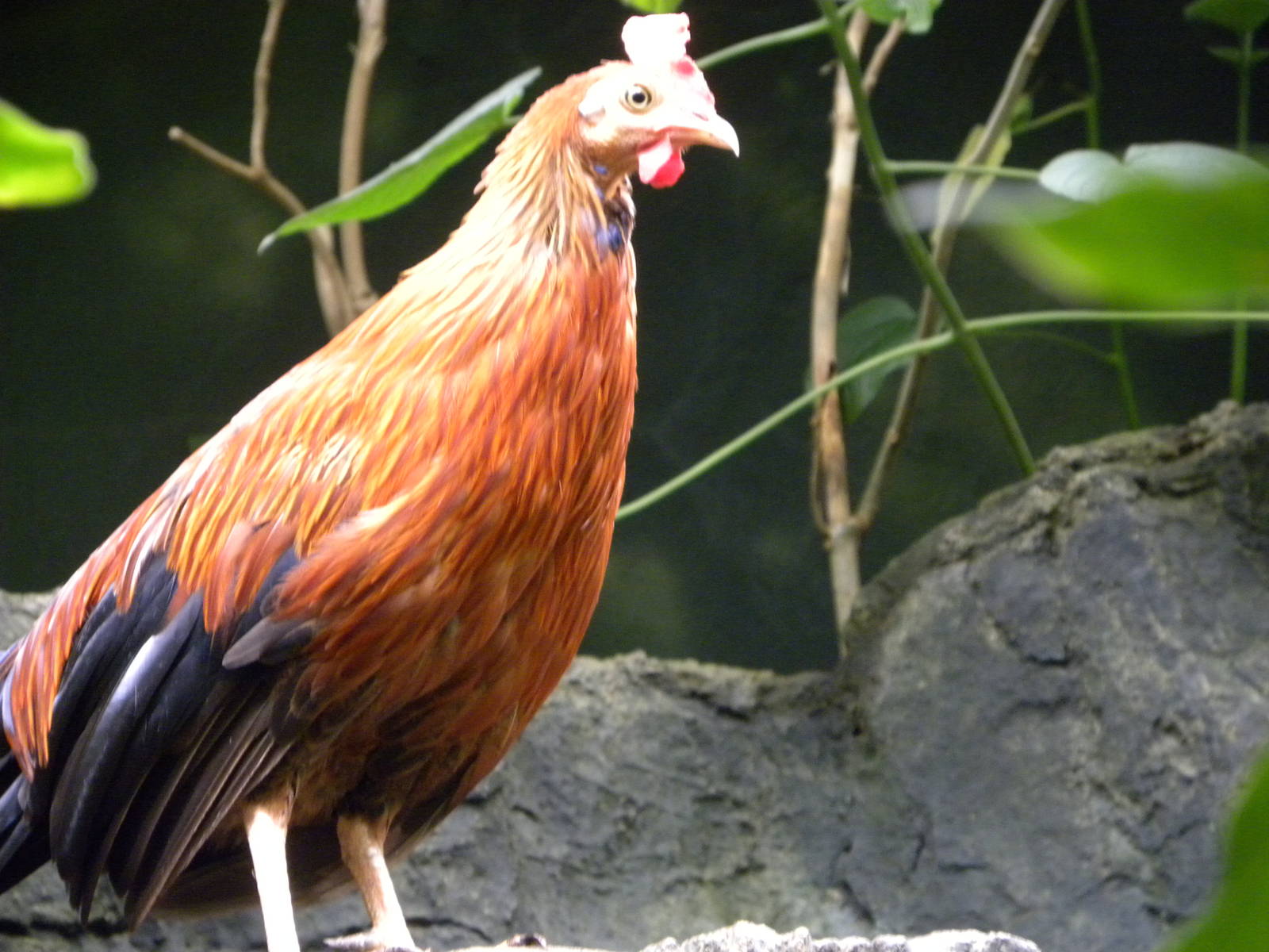 Tropic Zone: The Rainforest