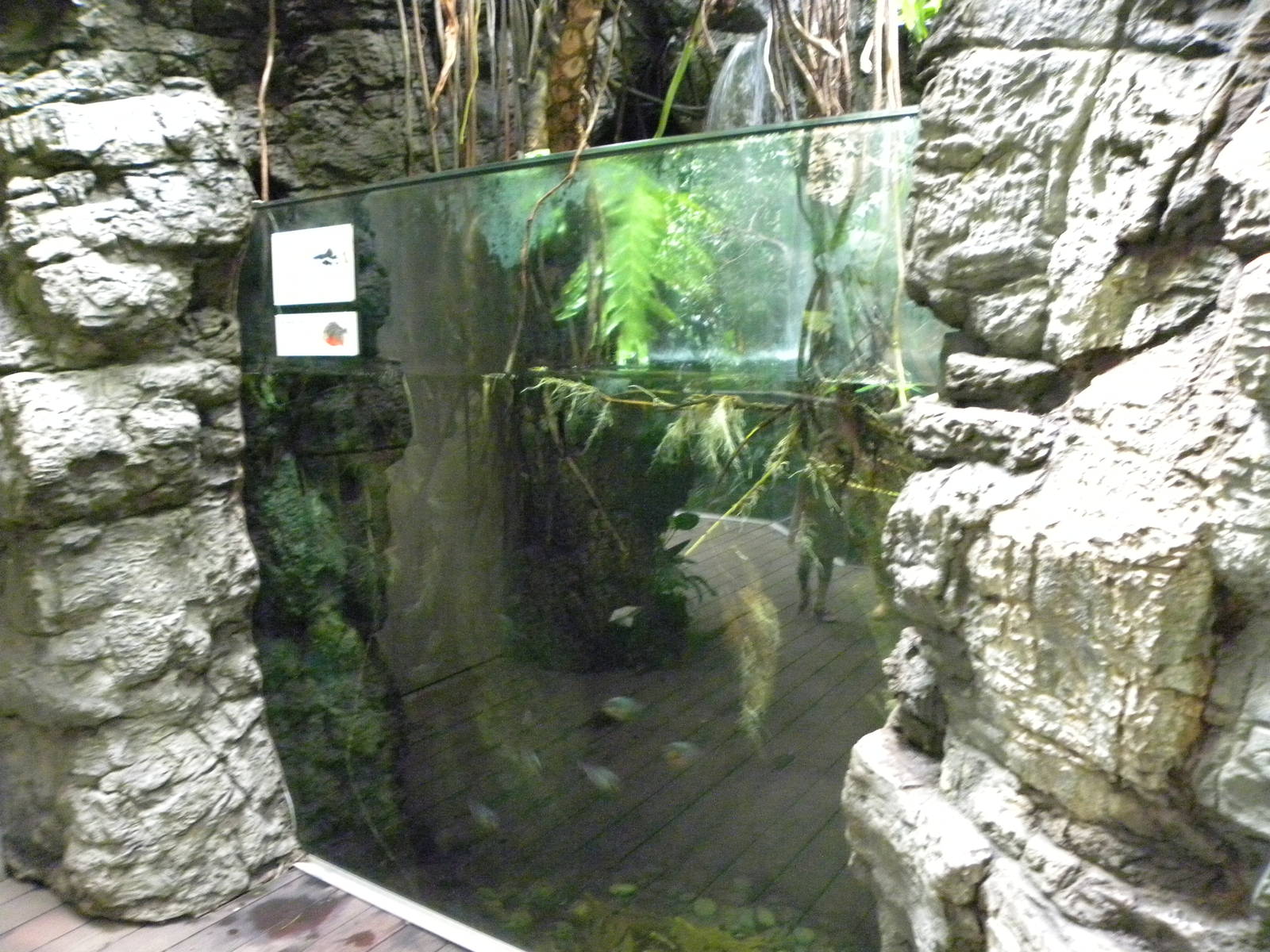 Tropic Zone: The Rainforest