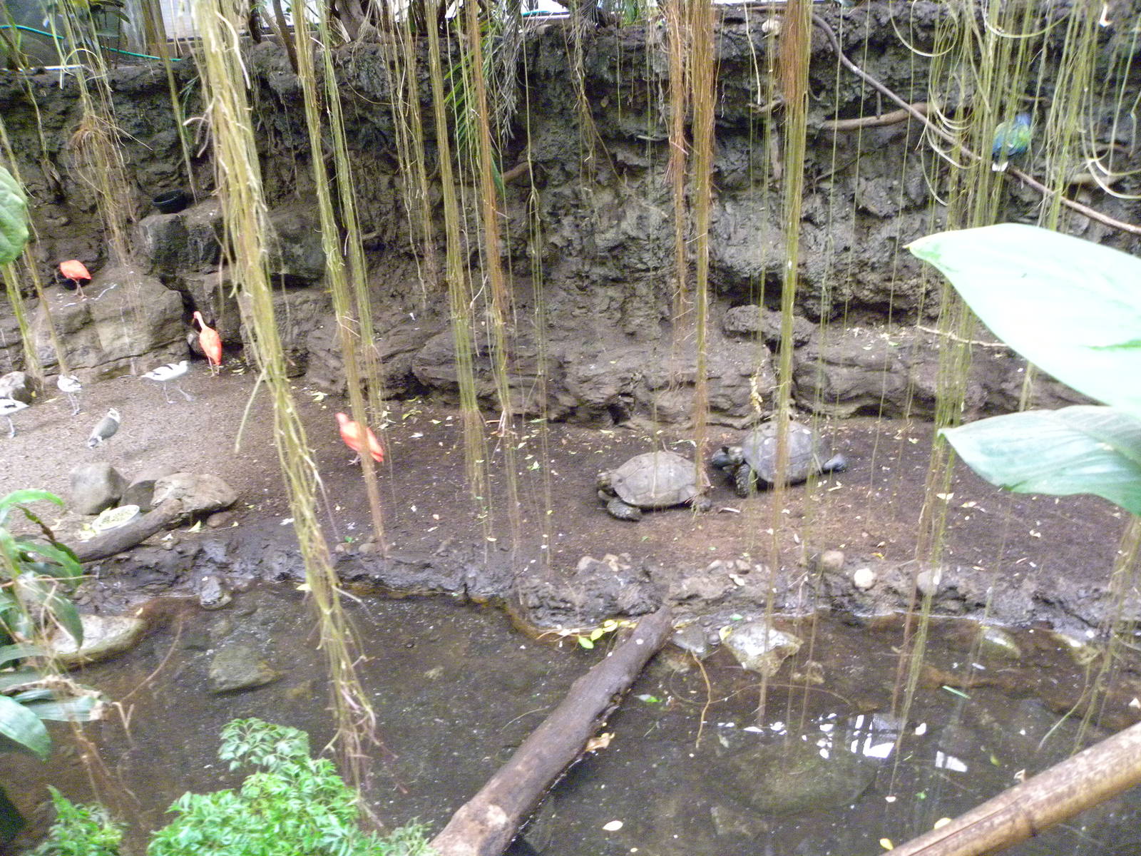 Tropic Zone: The Rainforest