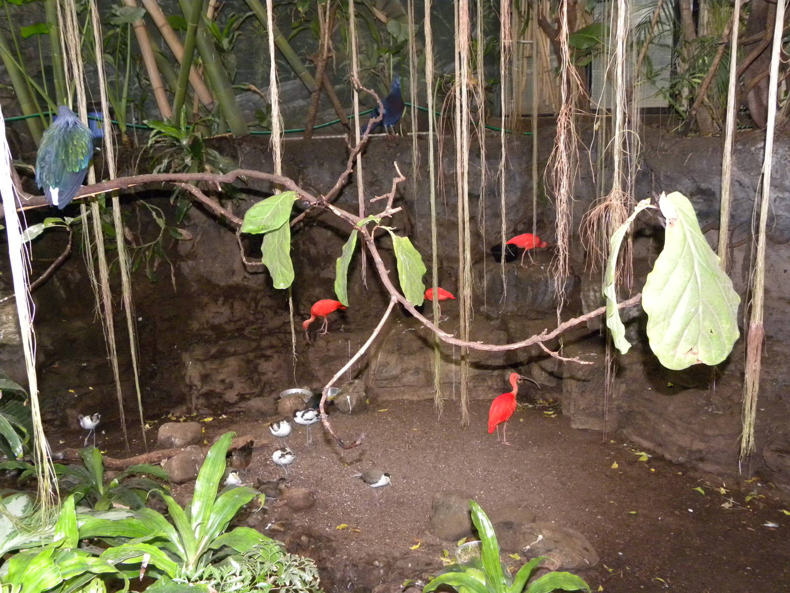 Tropic Zone: The Rainforest