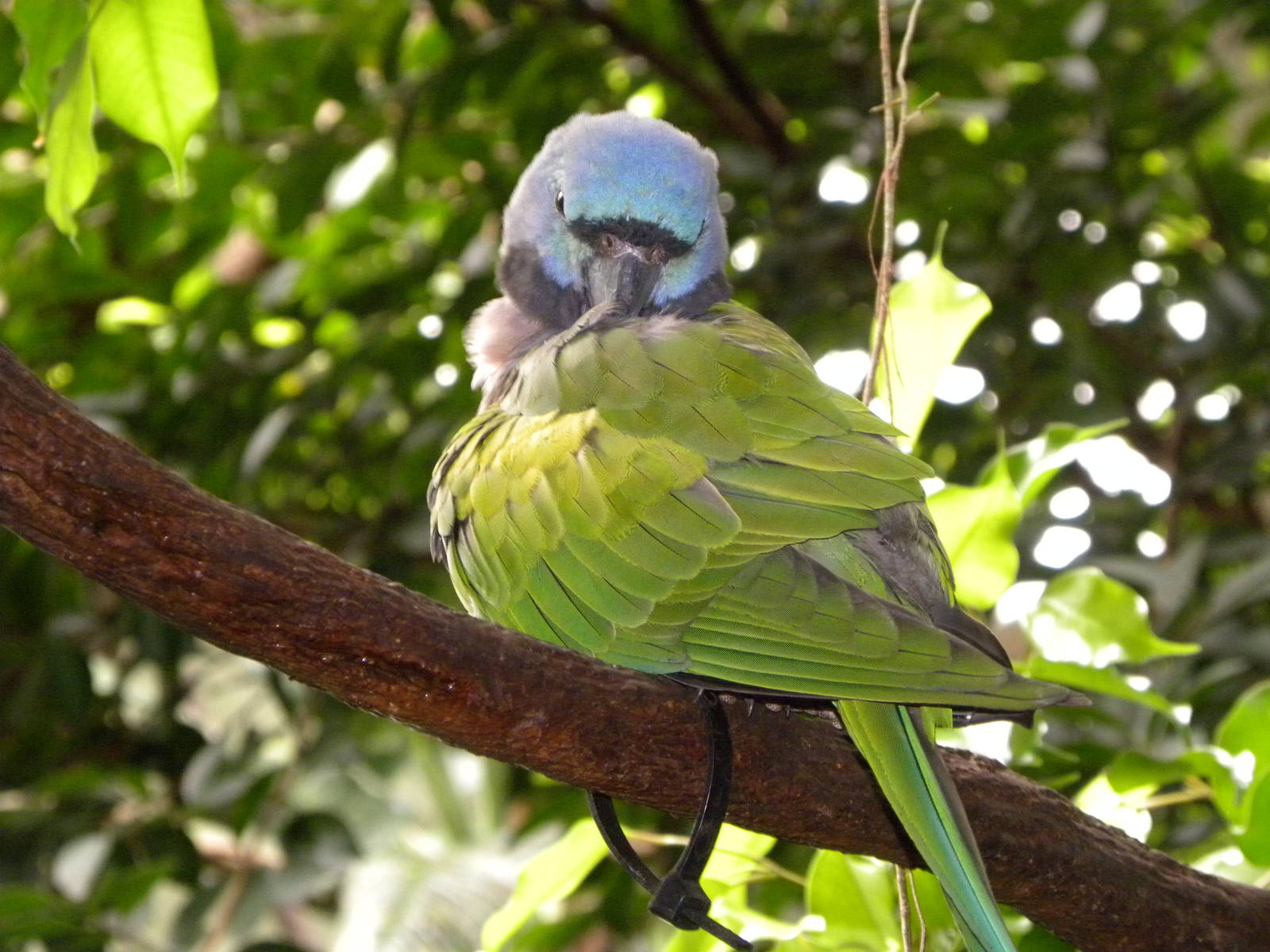 Tropic Zone: The Rainforest