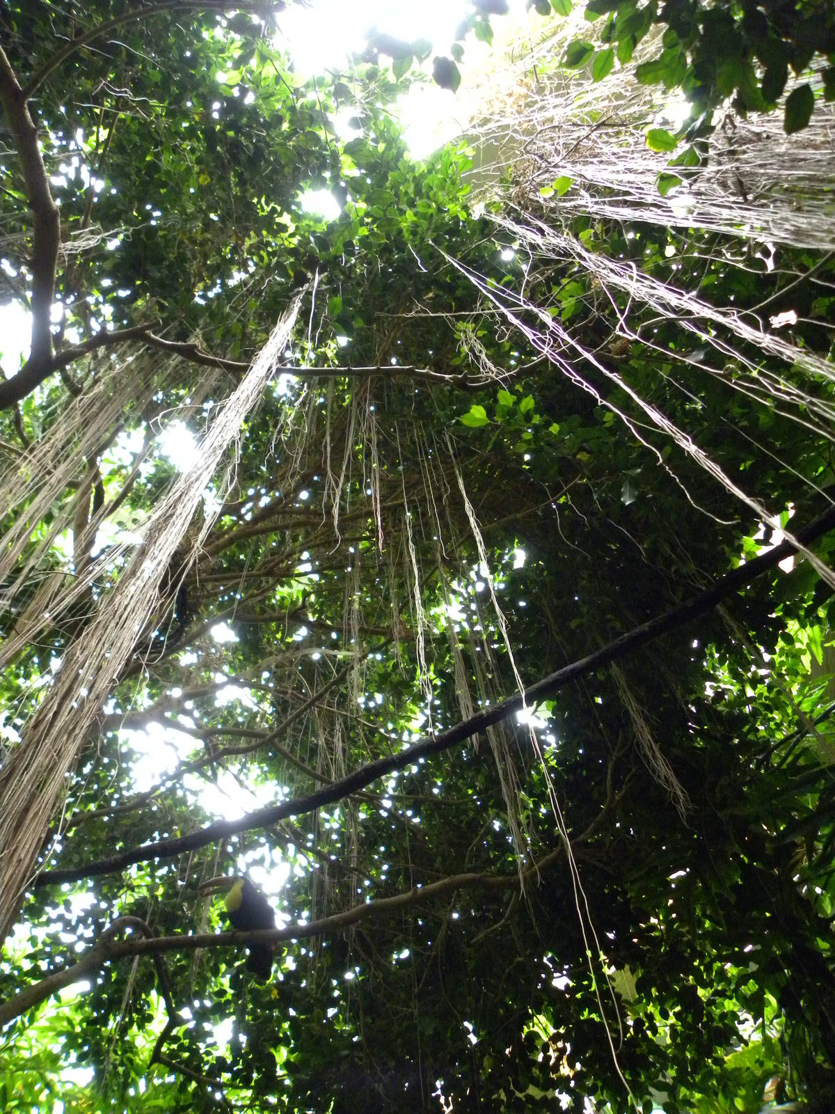 Tropic Zone: The Rainforest