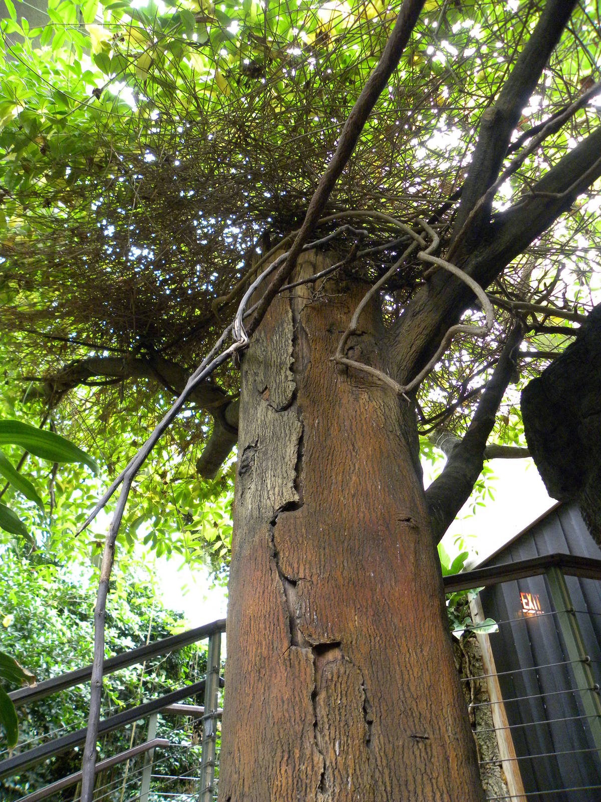 Tropic Zone: The Rainforest