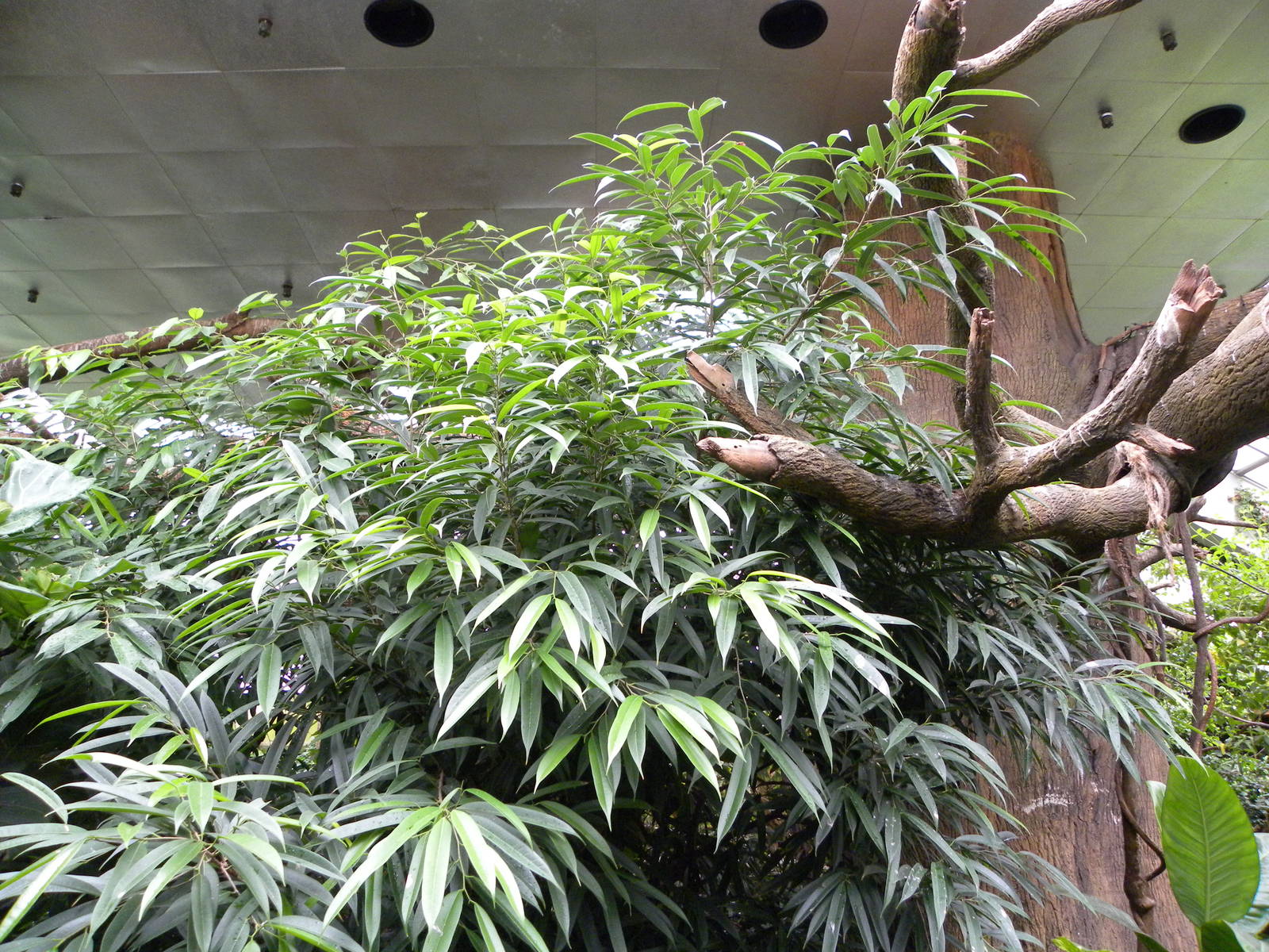 Tropic Zone: The Rainforest