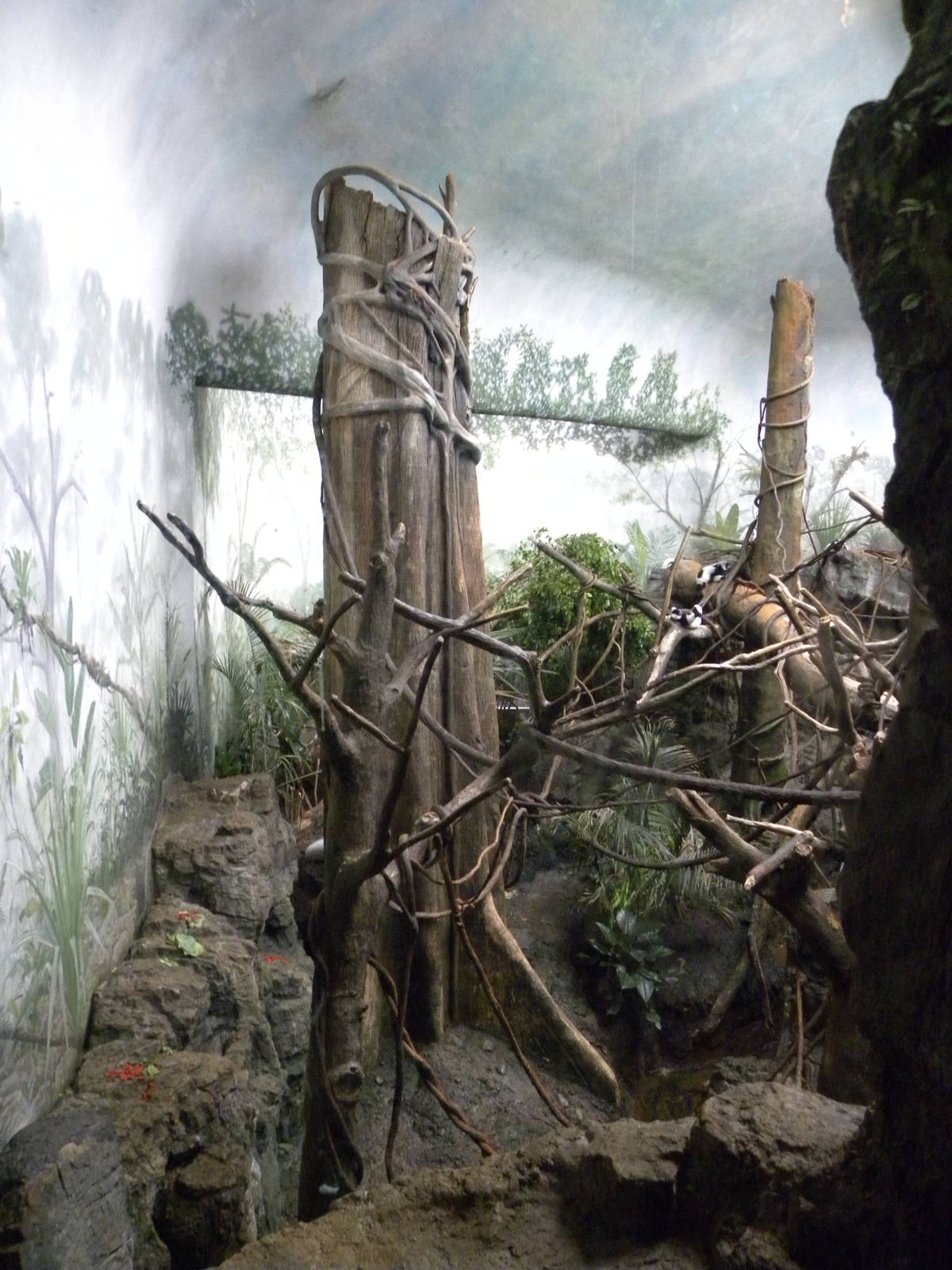 Tropic Zone: The Rainforest