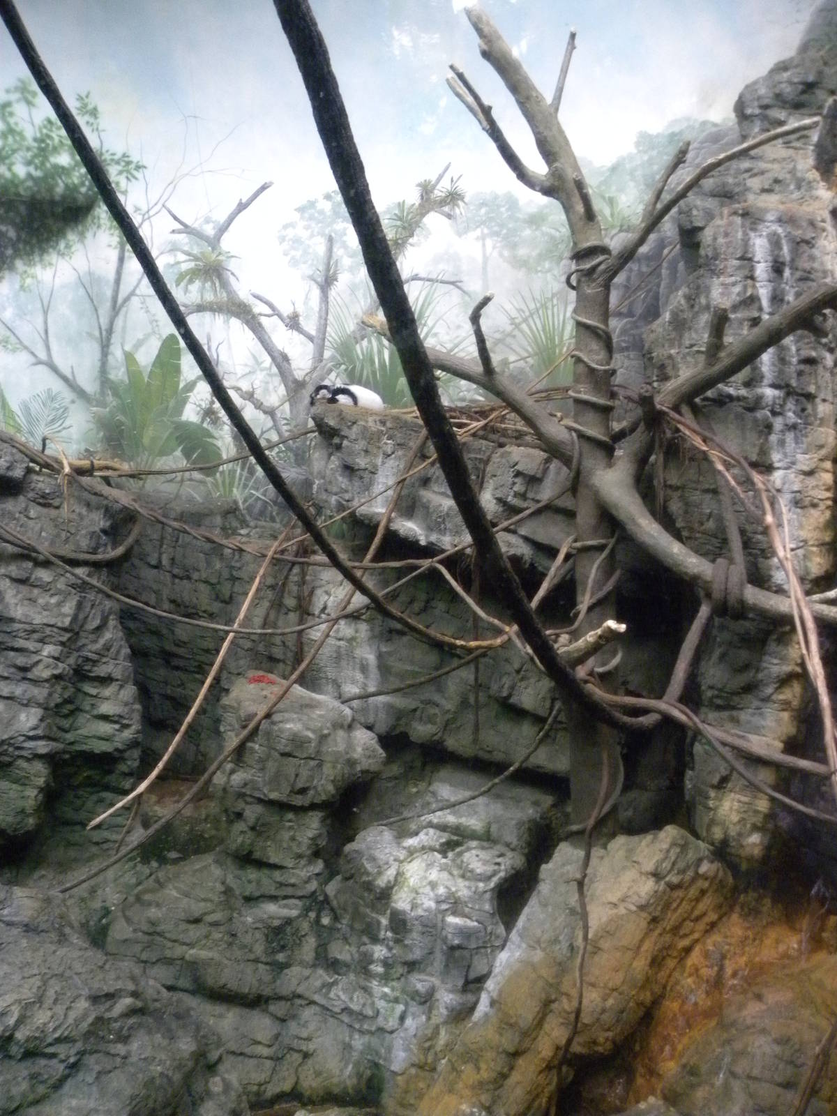 Tropic Zone: The Rainforest