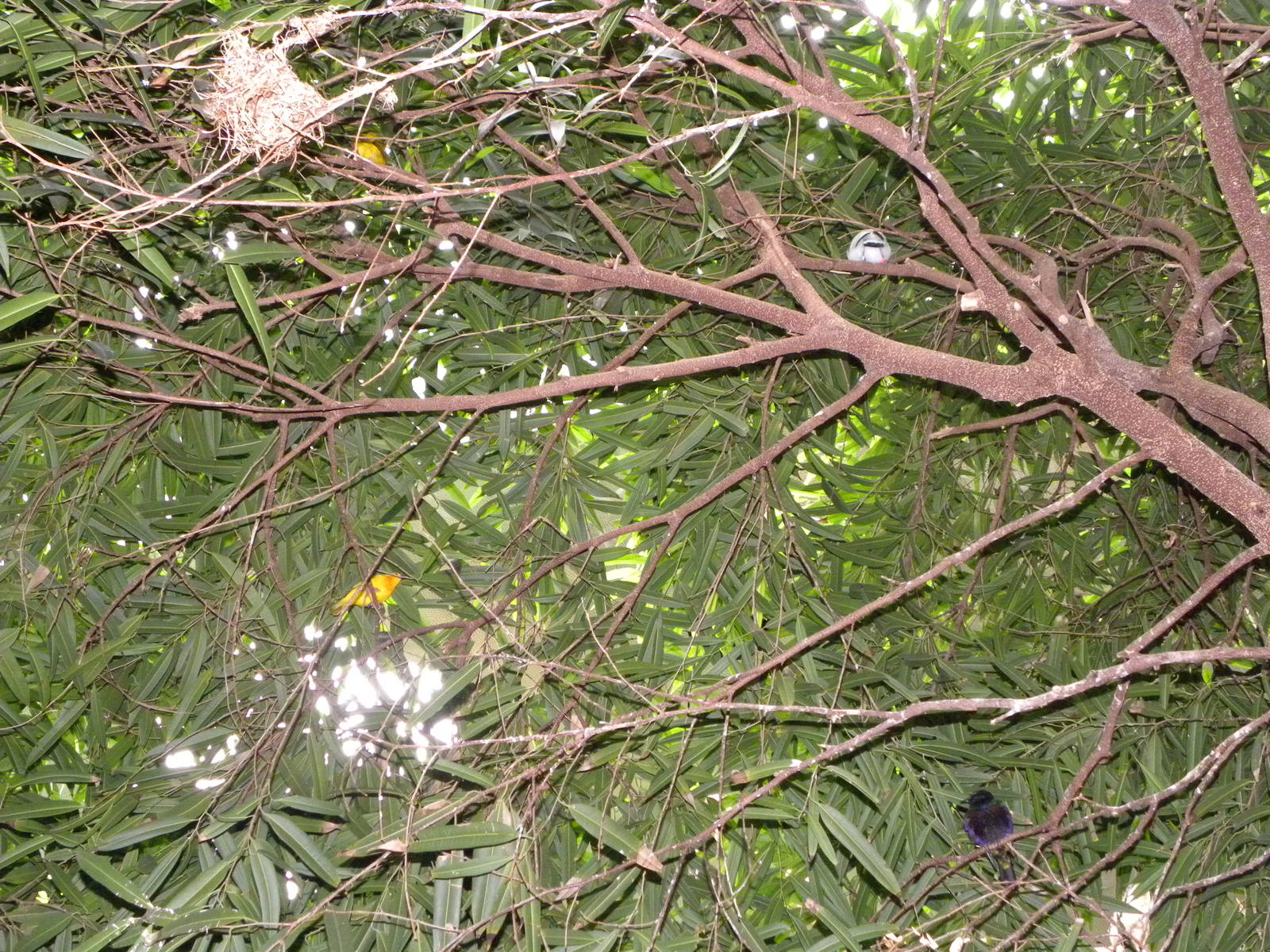 Tropic Zone: The Rainforest