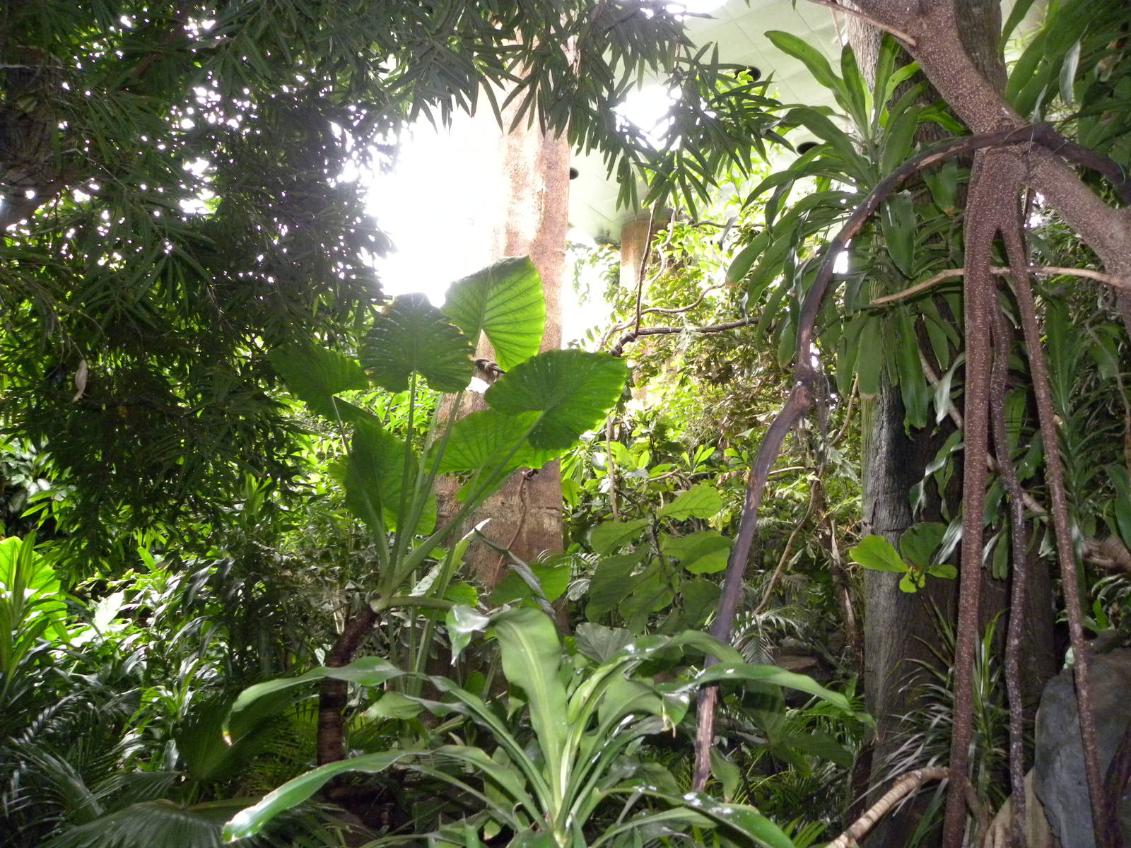 Tropic Zone: The Rainforest