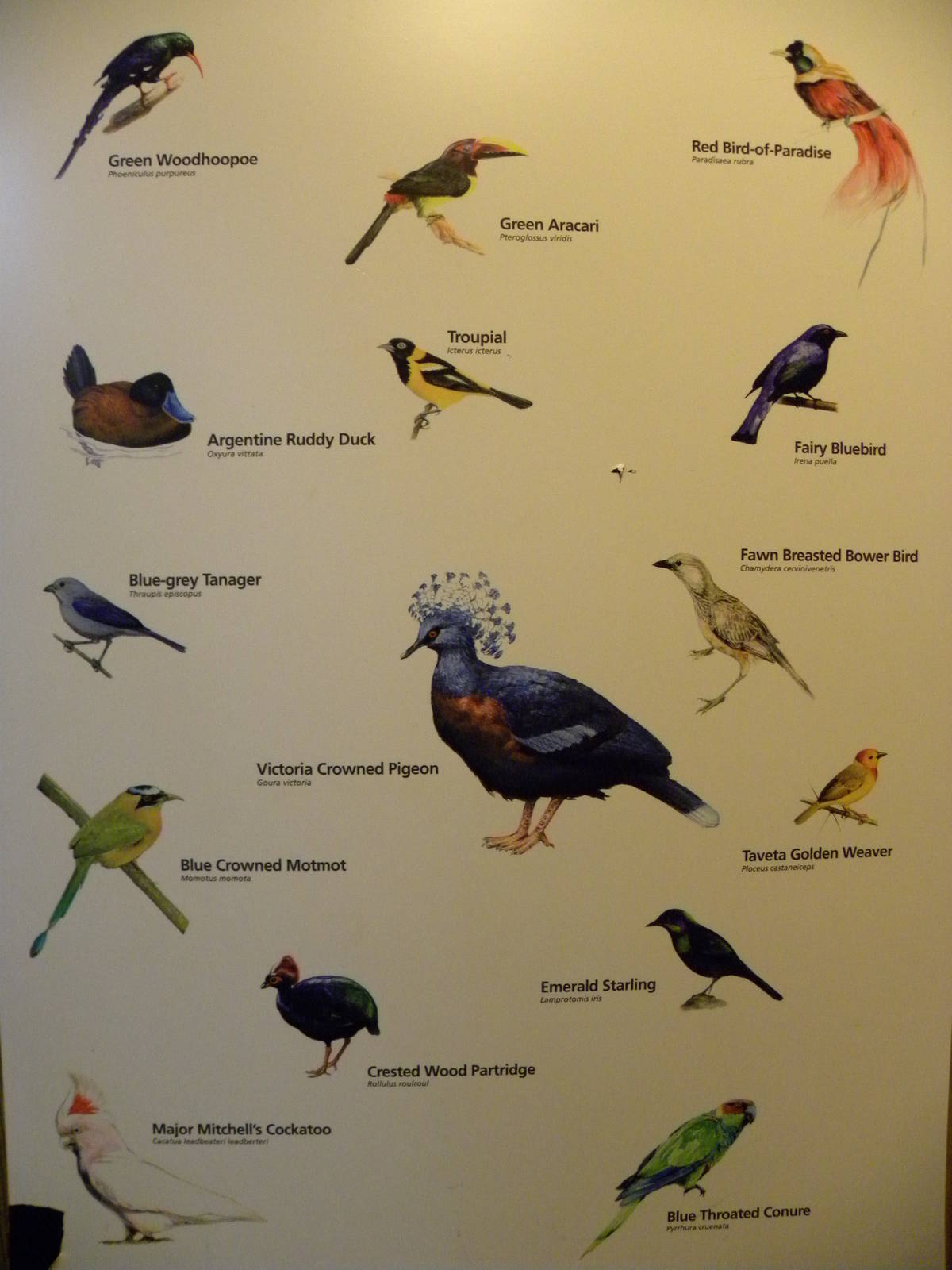 Tropic Zone: The Rainforest